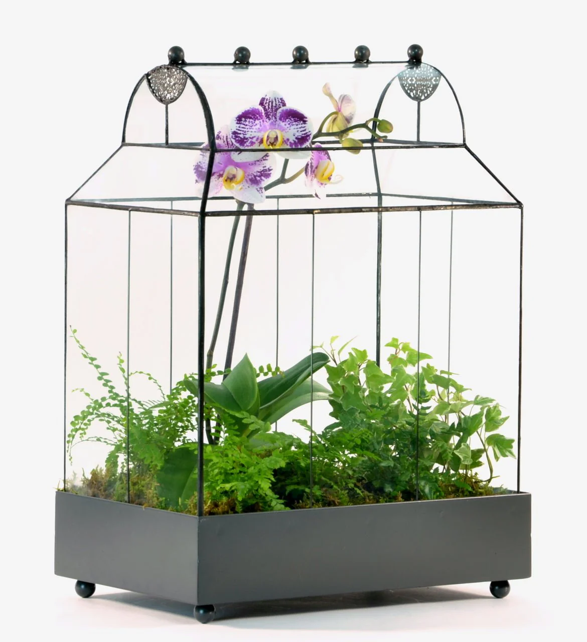 H Potter Glass Terrarium | Heirloom Wardian Case Planter - Image 17
