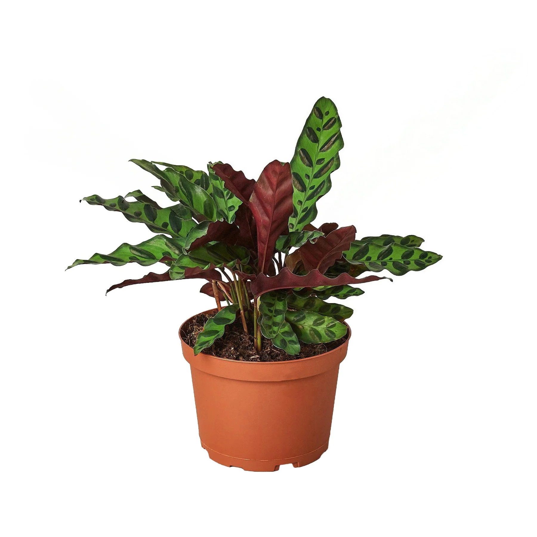 Calathea Lancifolia 'Rattlesnake'