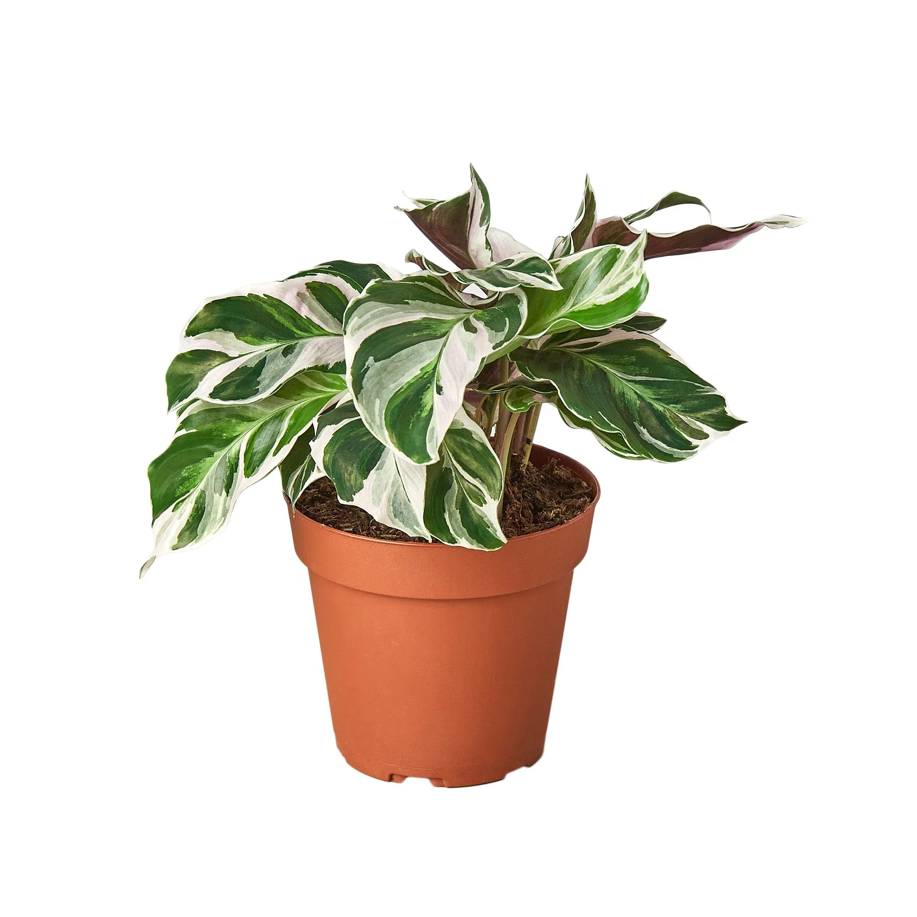 Calathea ‘White Fusion’ (Peacock Plant)