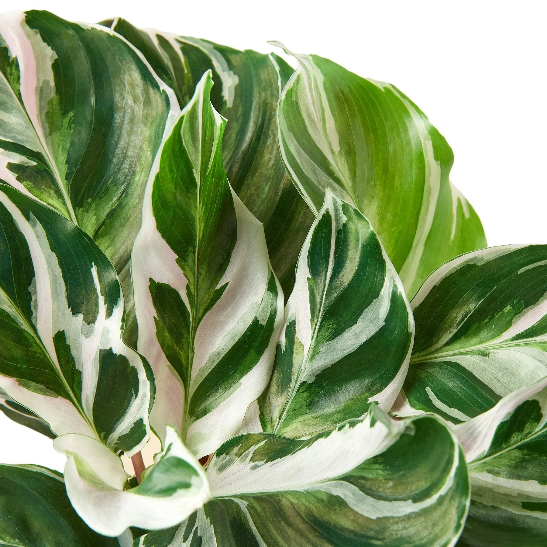 Calathea ‘White Fusion’ (Peacock Plant) - Image 2