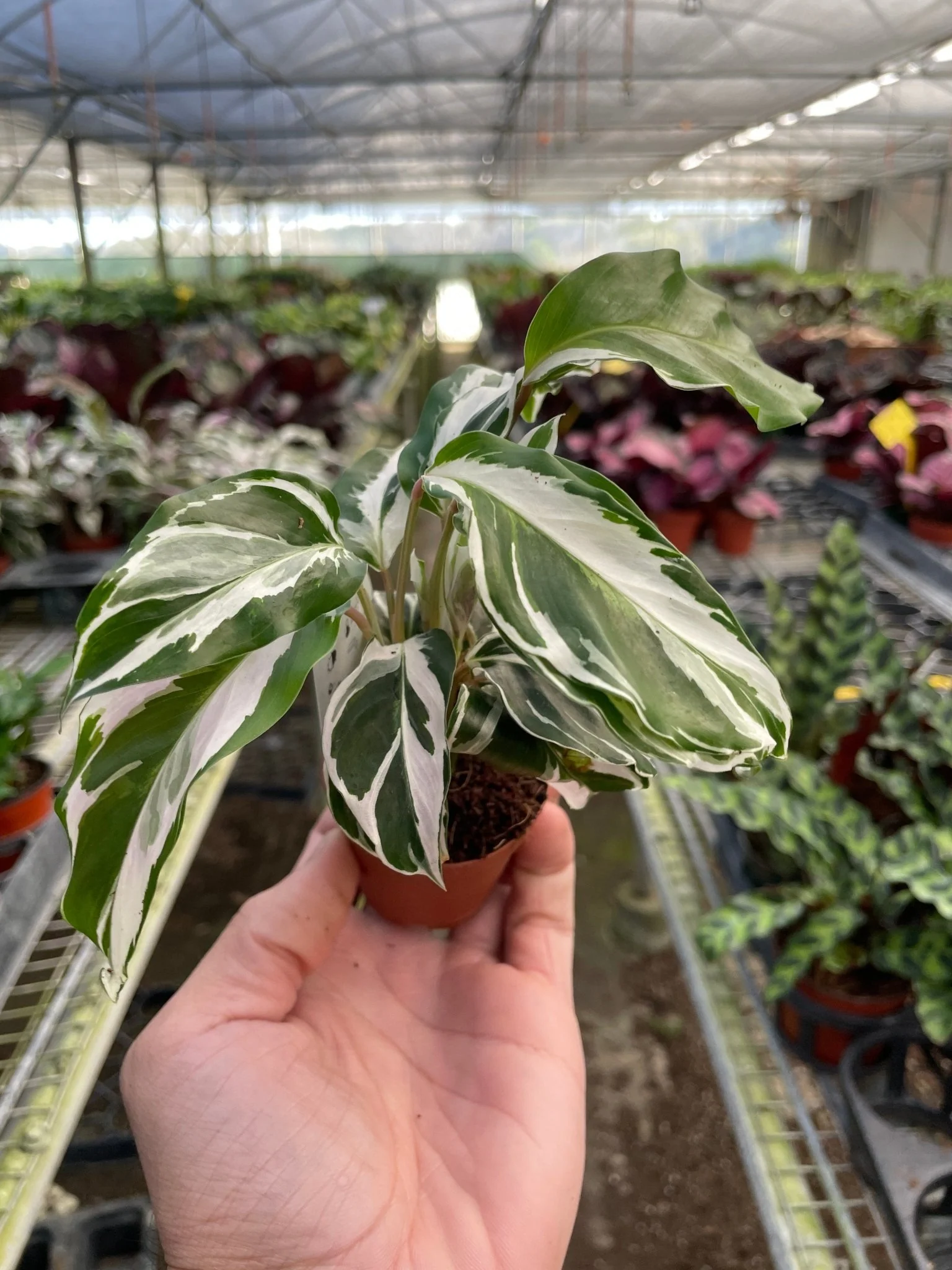 Calathea ‘White Fusion’ (Peacock Plant) - Image 3