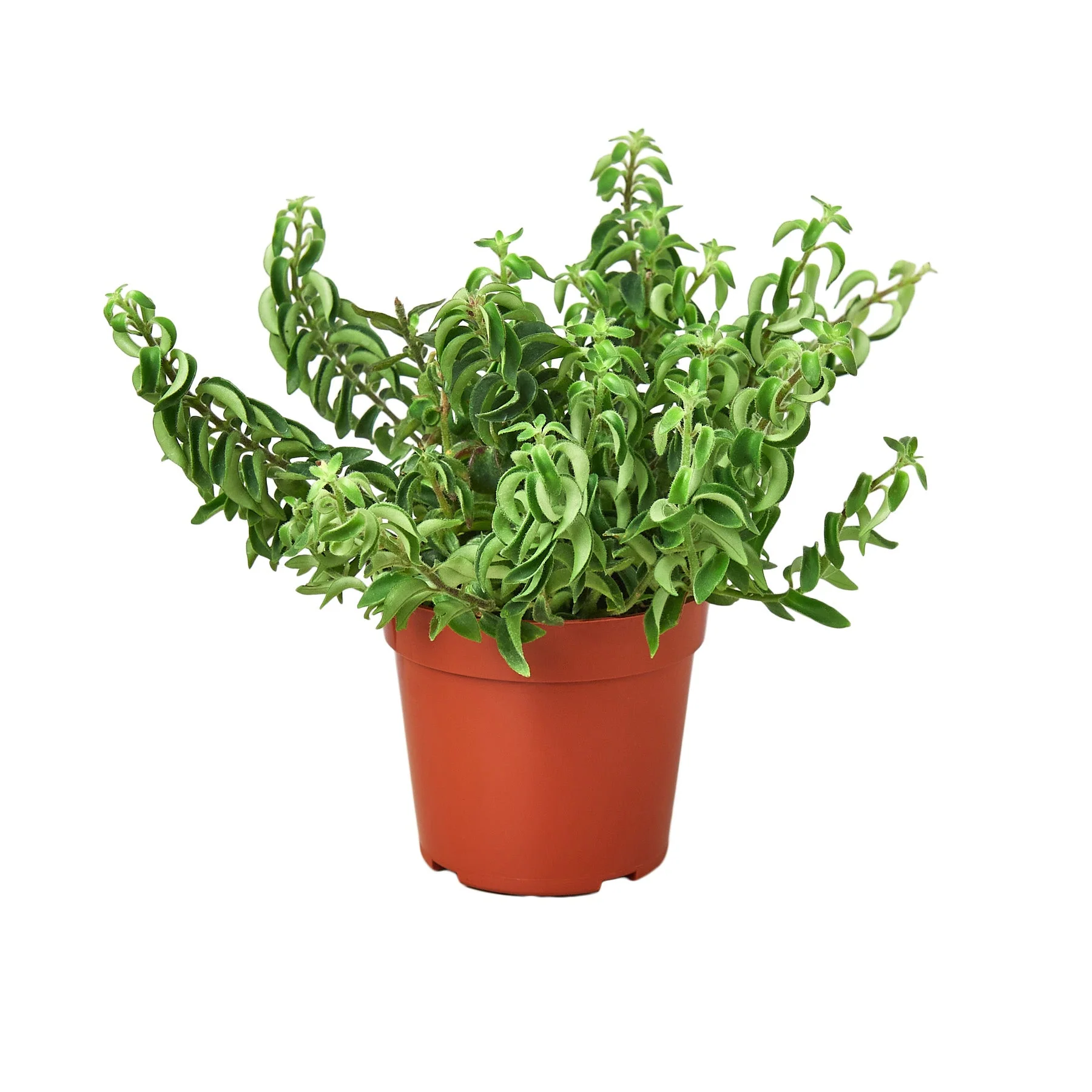 Curly Lipstick Plant (Aeschynanthus radicans)