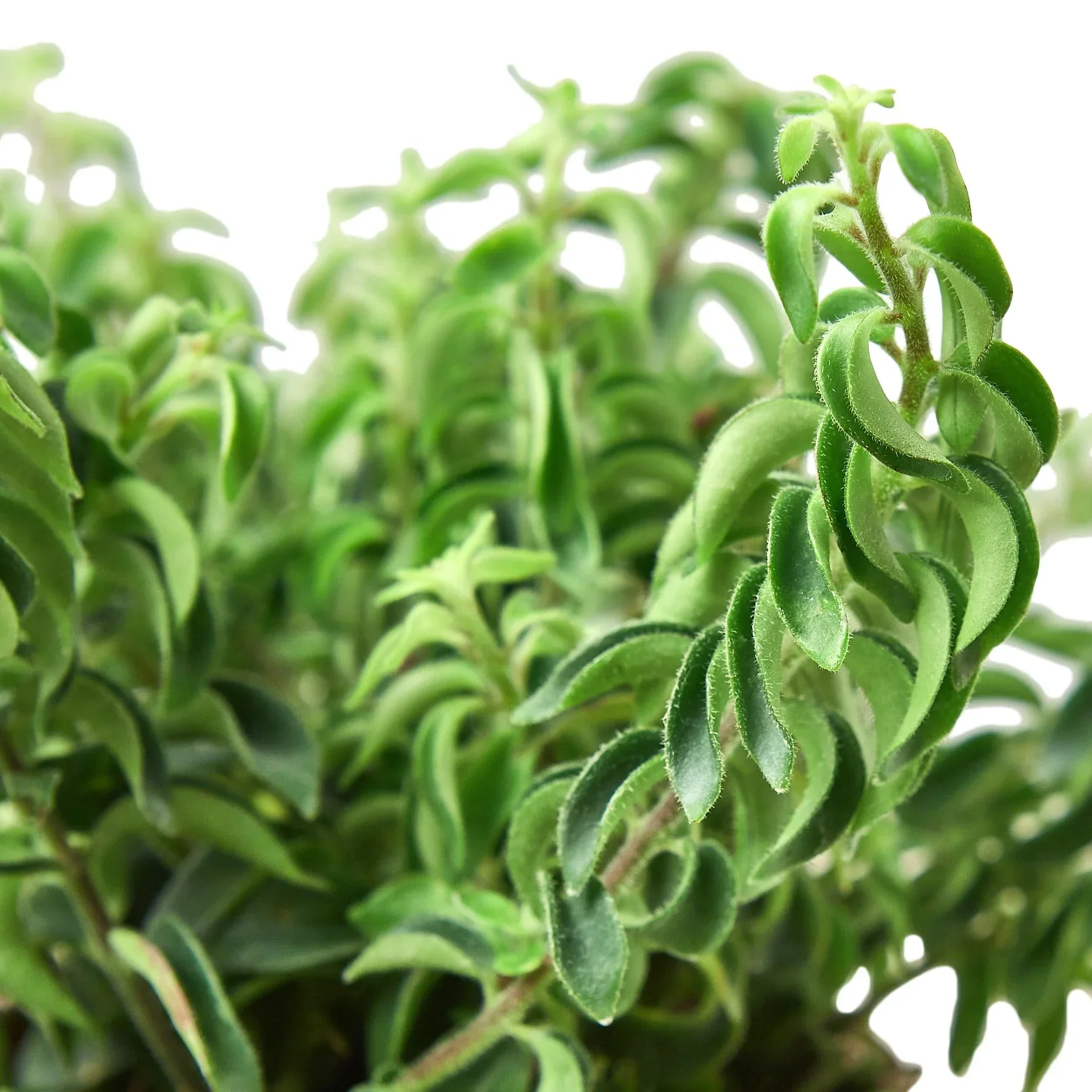 Curly Lipstick Plant (Aeschynanthus radicans) - Image 2