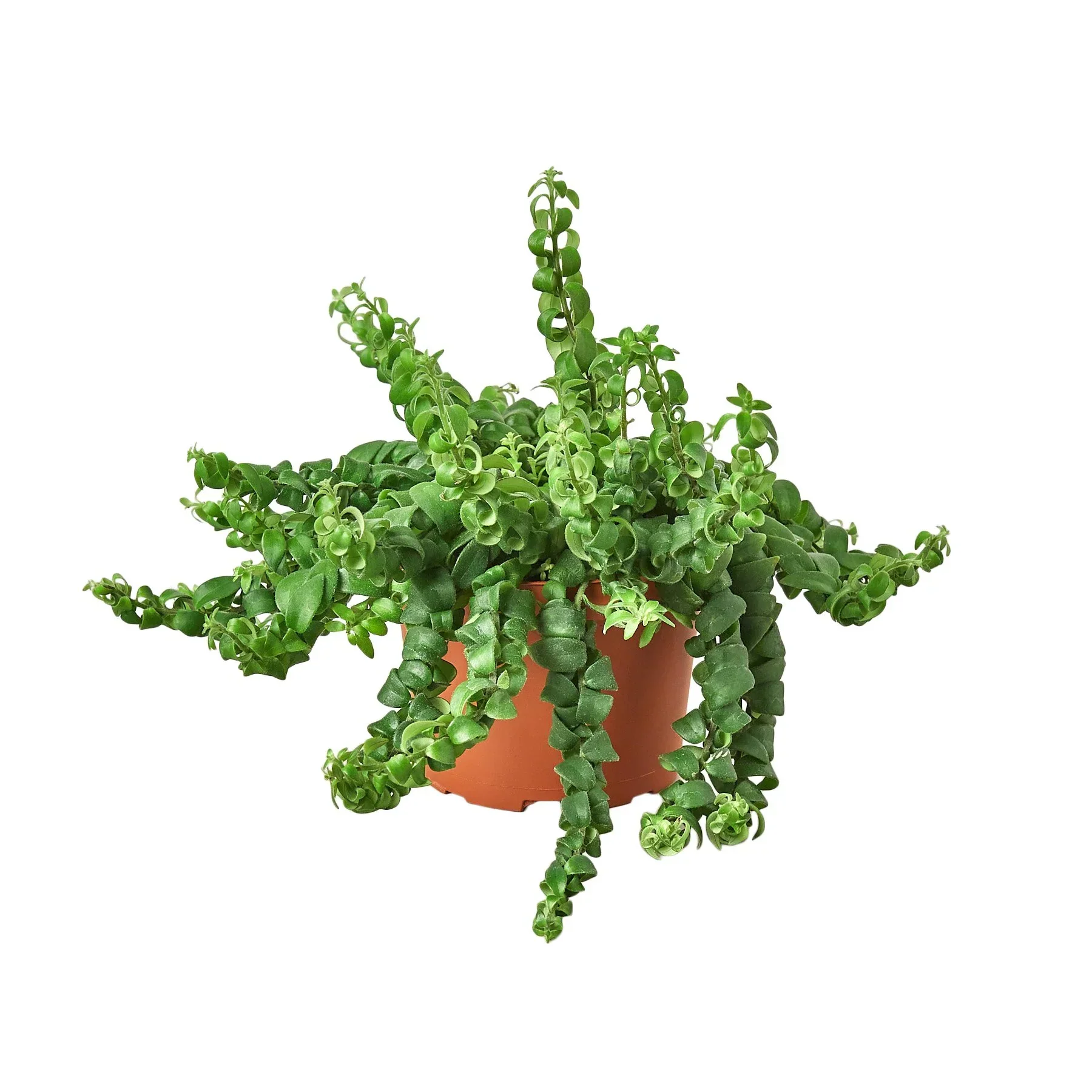 Curly Lipstick Plant (Aeschynanthus radicans) - Image 3