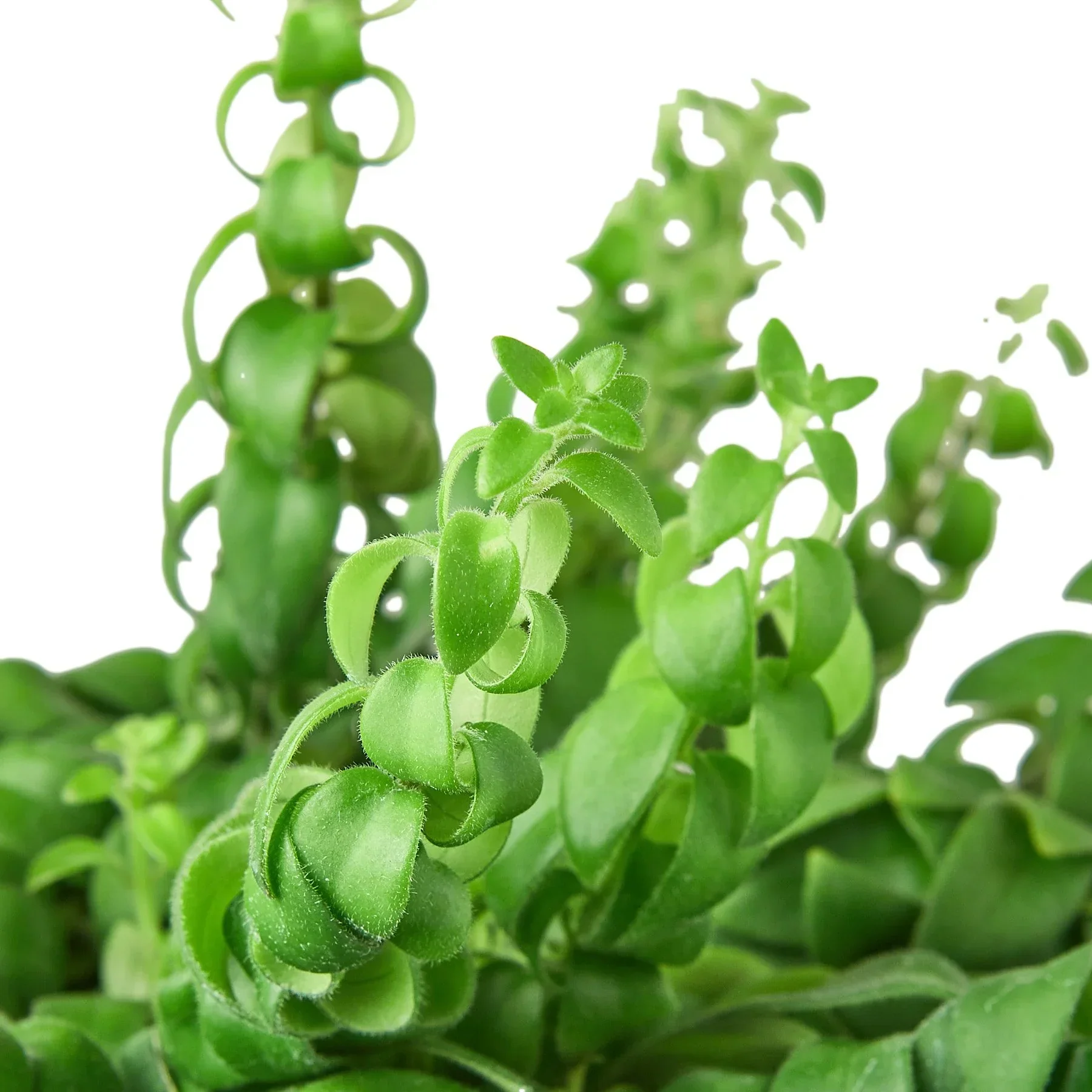Curly Lipstick Plant (Aeschynanthus radicans) - Image 4