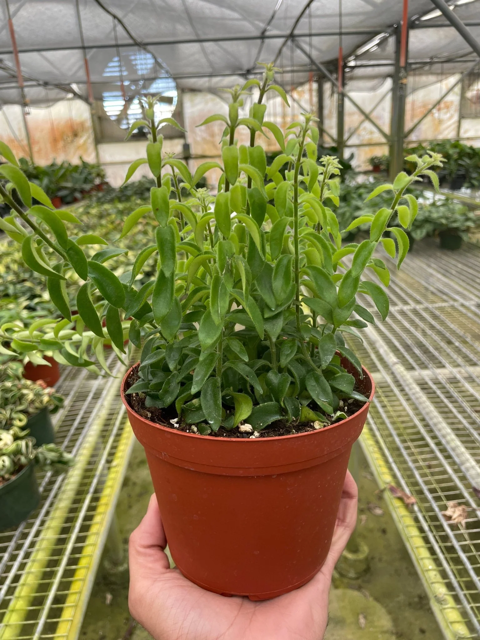 Curly Lipstick Plant (Aeschynanthus radicans) - Image 6