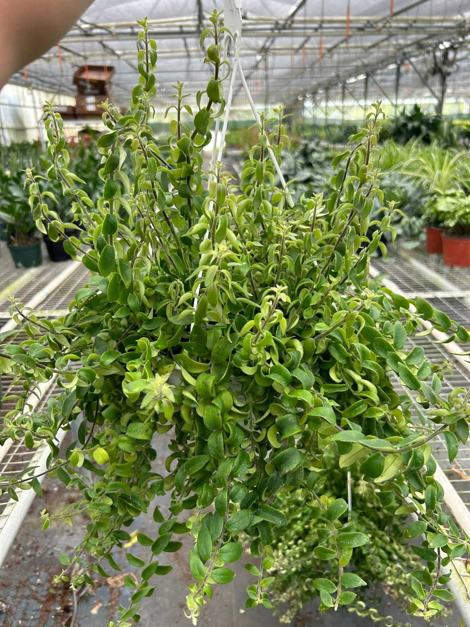 Curly Lipstick Plant (Aeschynanthus radicans) - Image 7