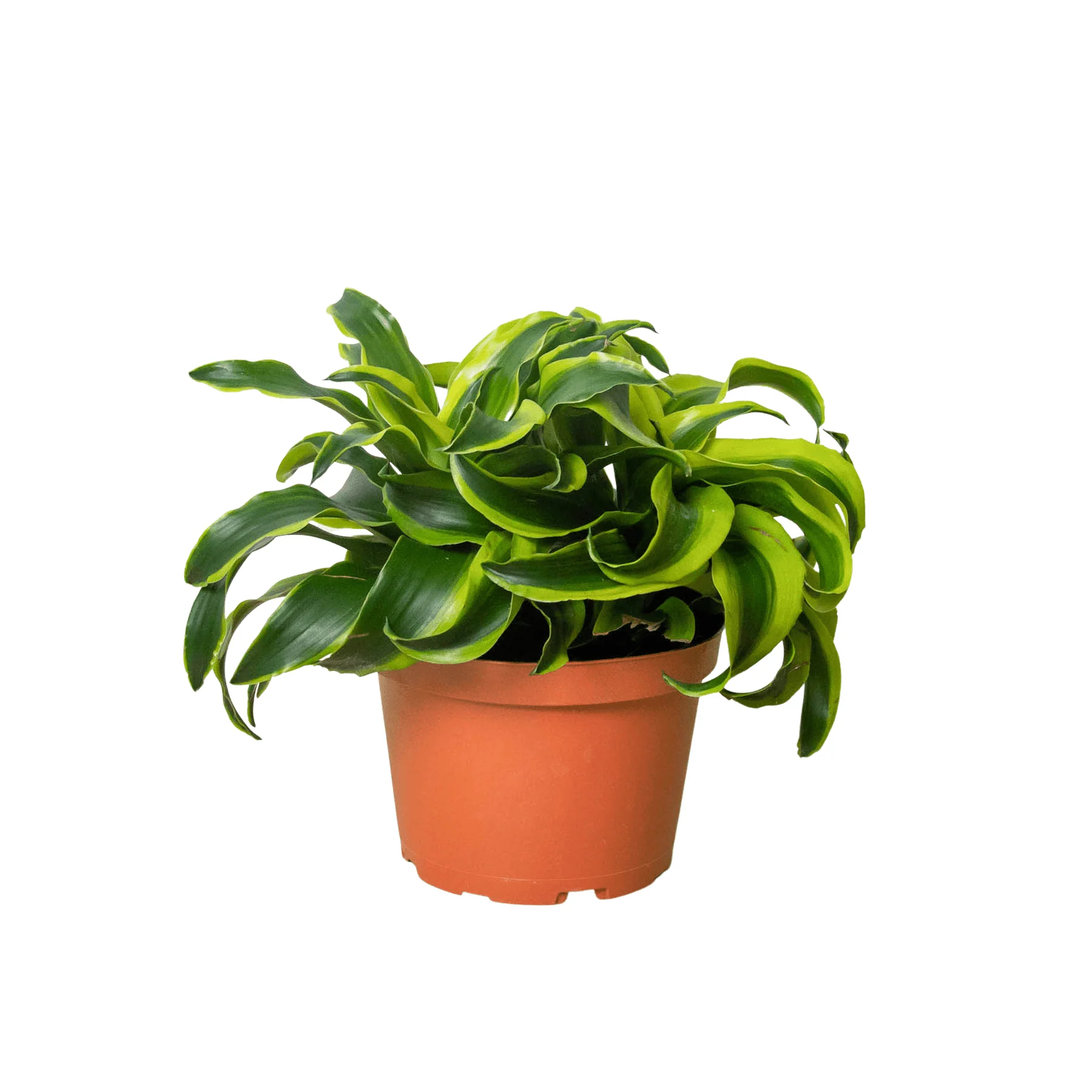 Dracaena ‘Tornado’ (Dragon Tree Plant)