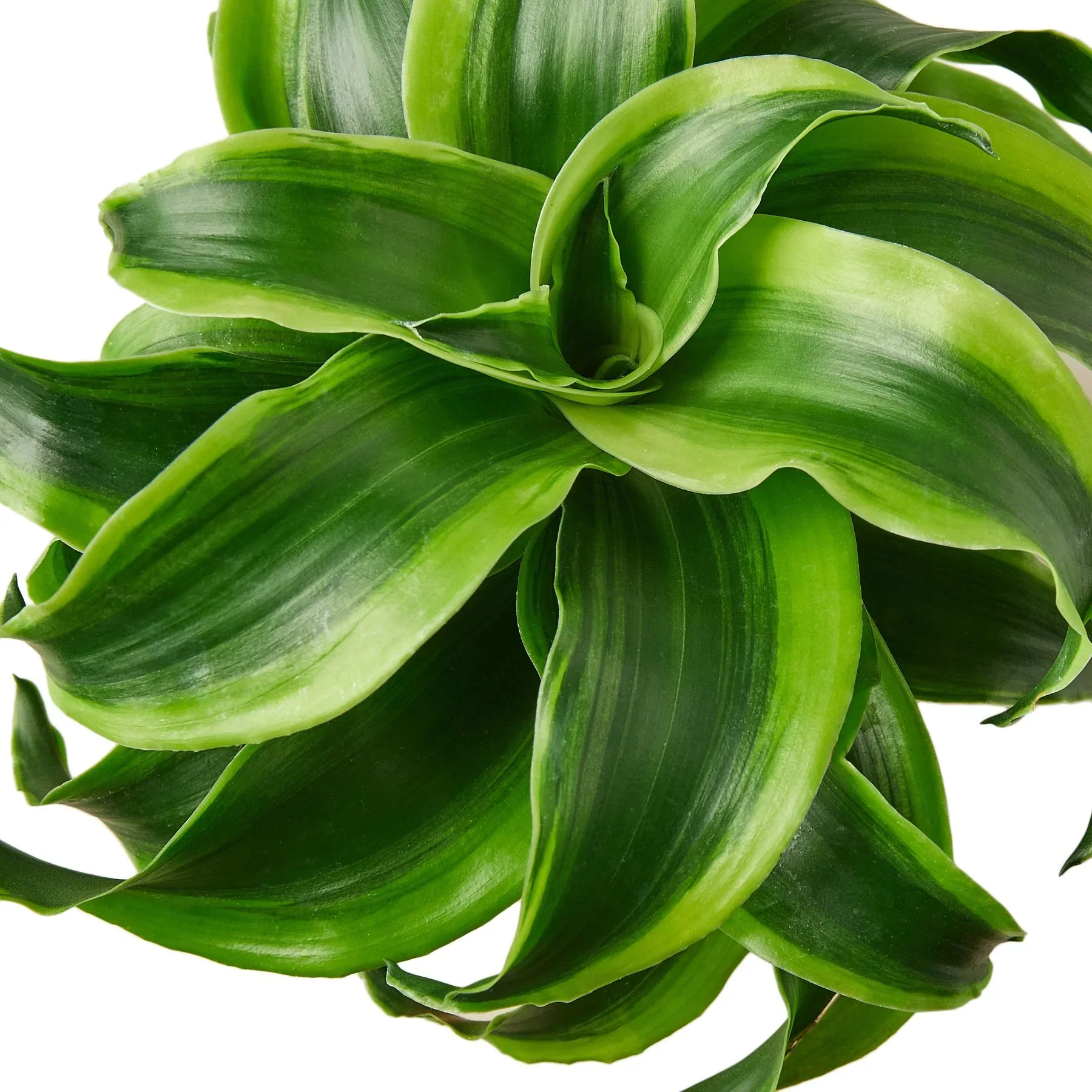 Dracaena ‘Tornado’ (Dragon Tree Plant) - Image 2