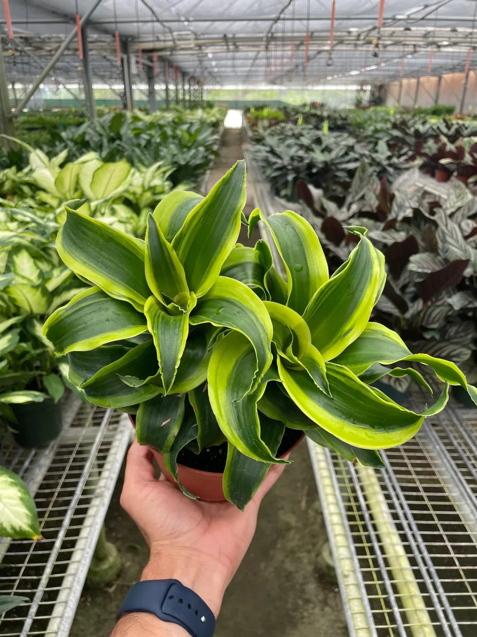 Dracaena ‘Tornado’ (Dragon Tree Plant) - Image 4