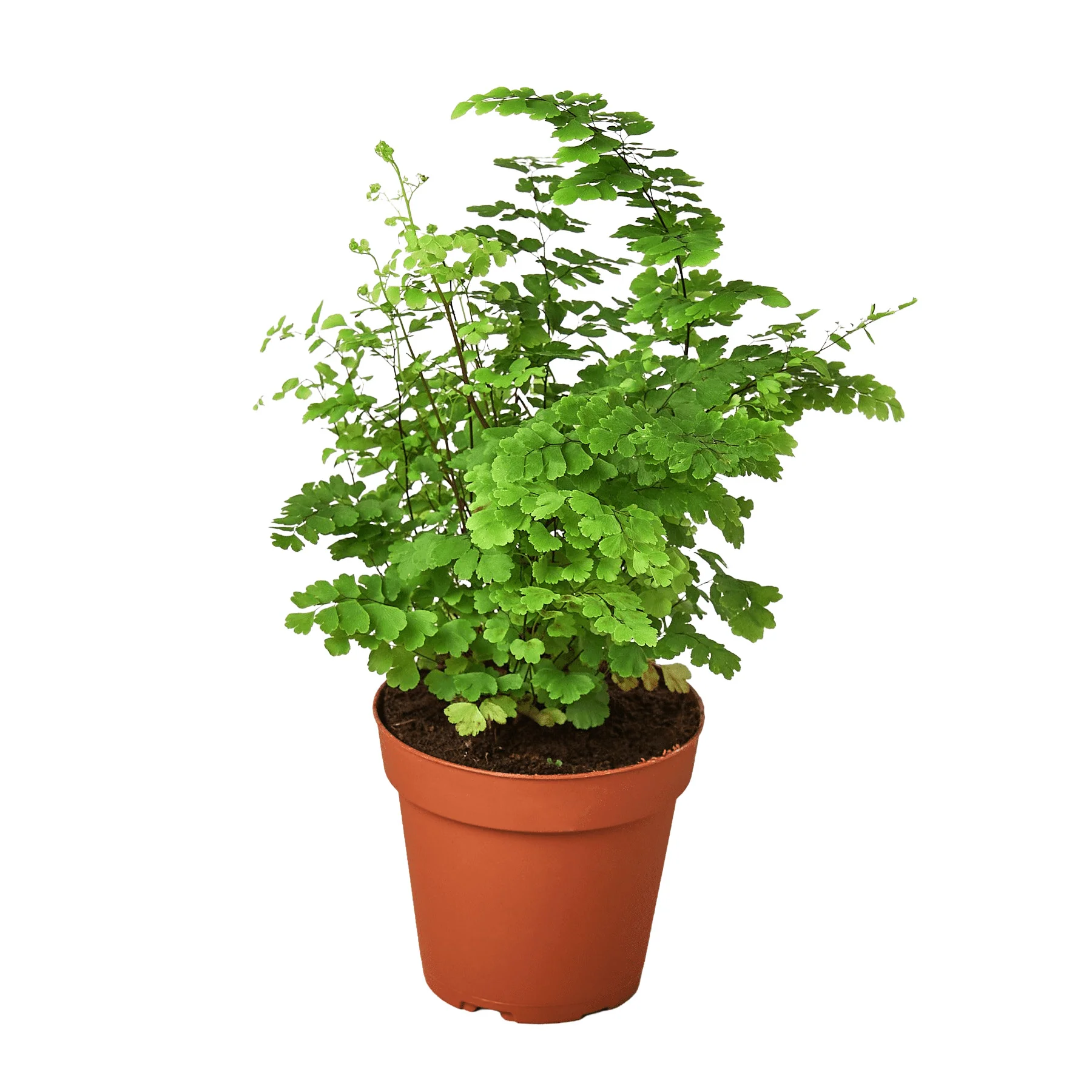Maidenhair Fern (Adiantum capillus-veneris)