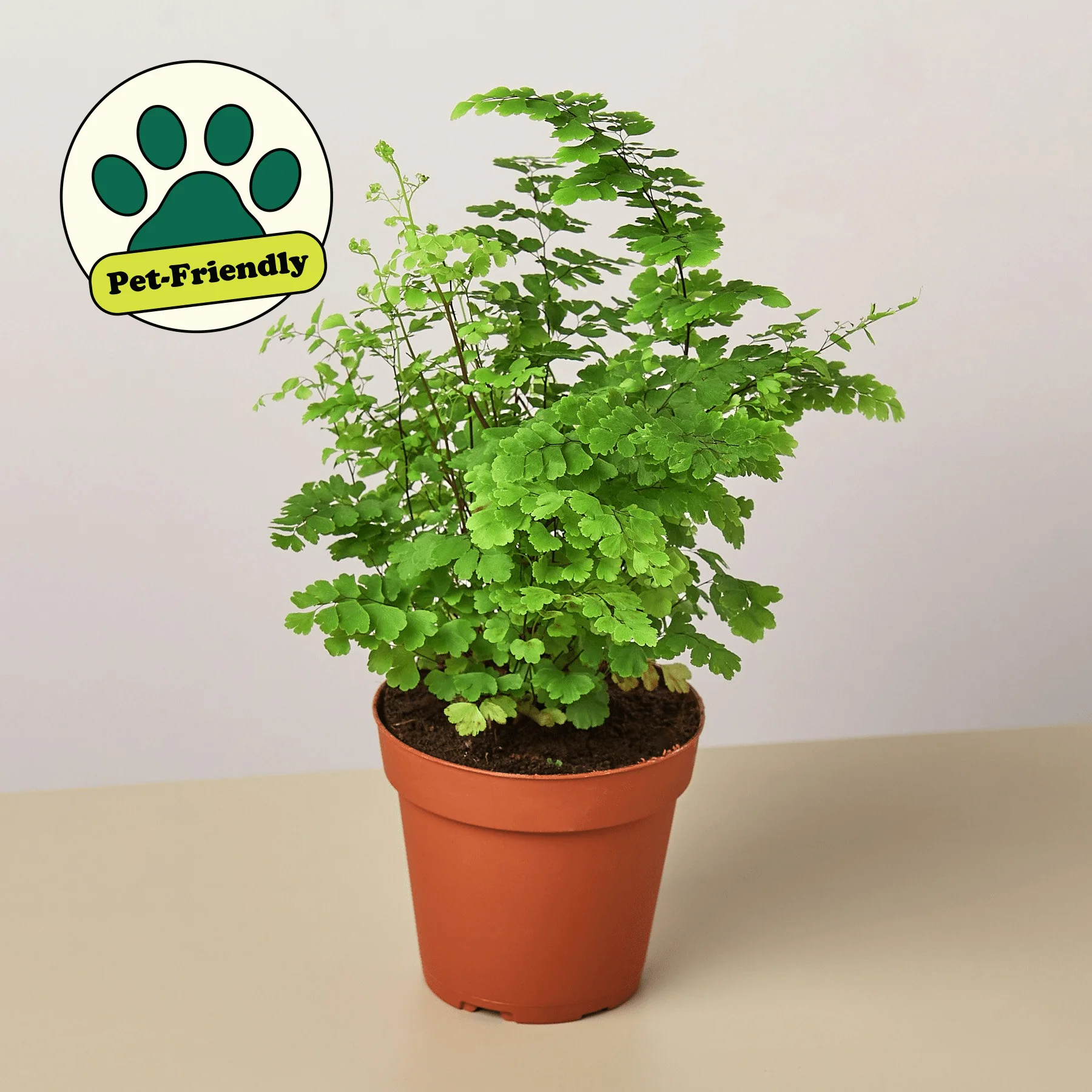 Maidenhair Fern (Adiantum capillus-veneris) - Image 3