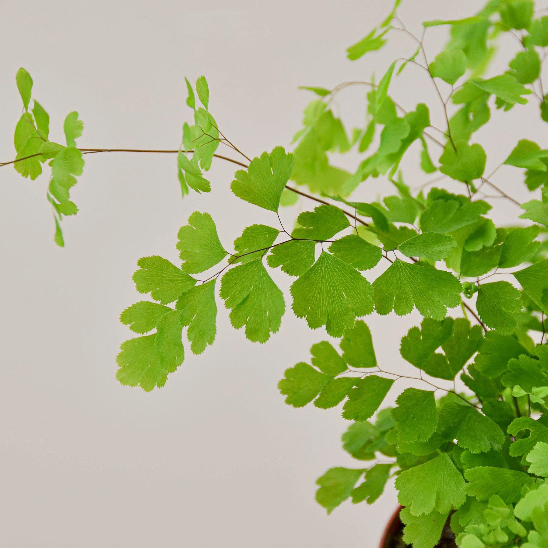 Maidenhair Fern (Adiantum capillus-veneris) - Image 4