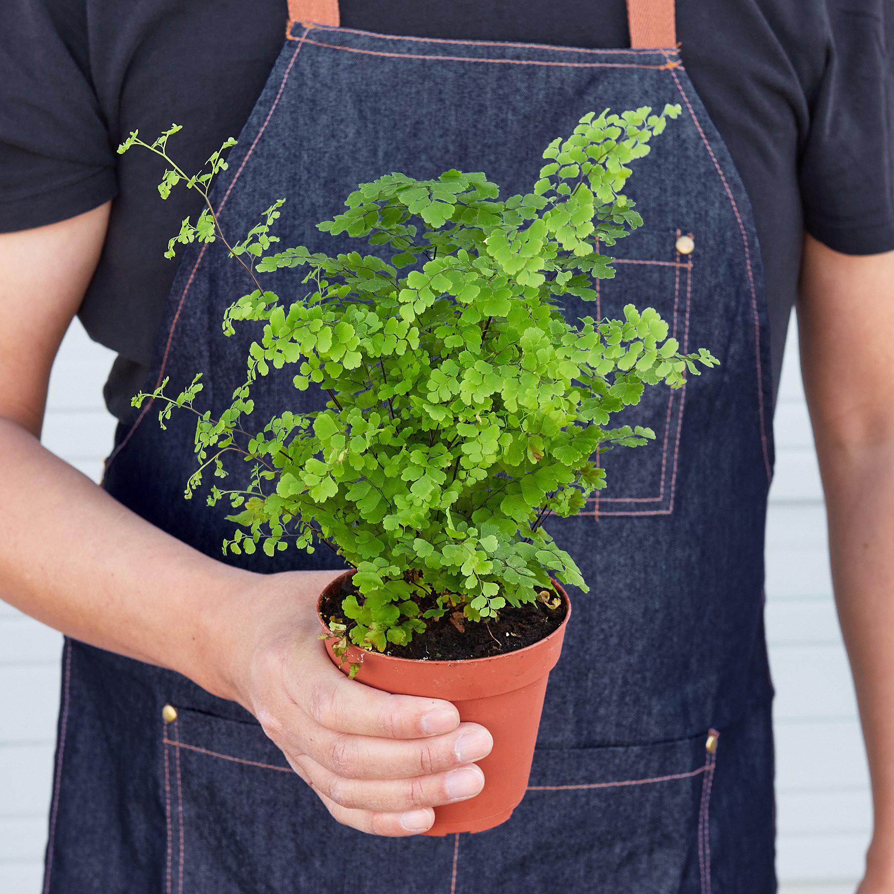 Maidenhair Fern (Adiantum capillus-veneris) - Image 5