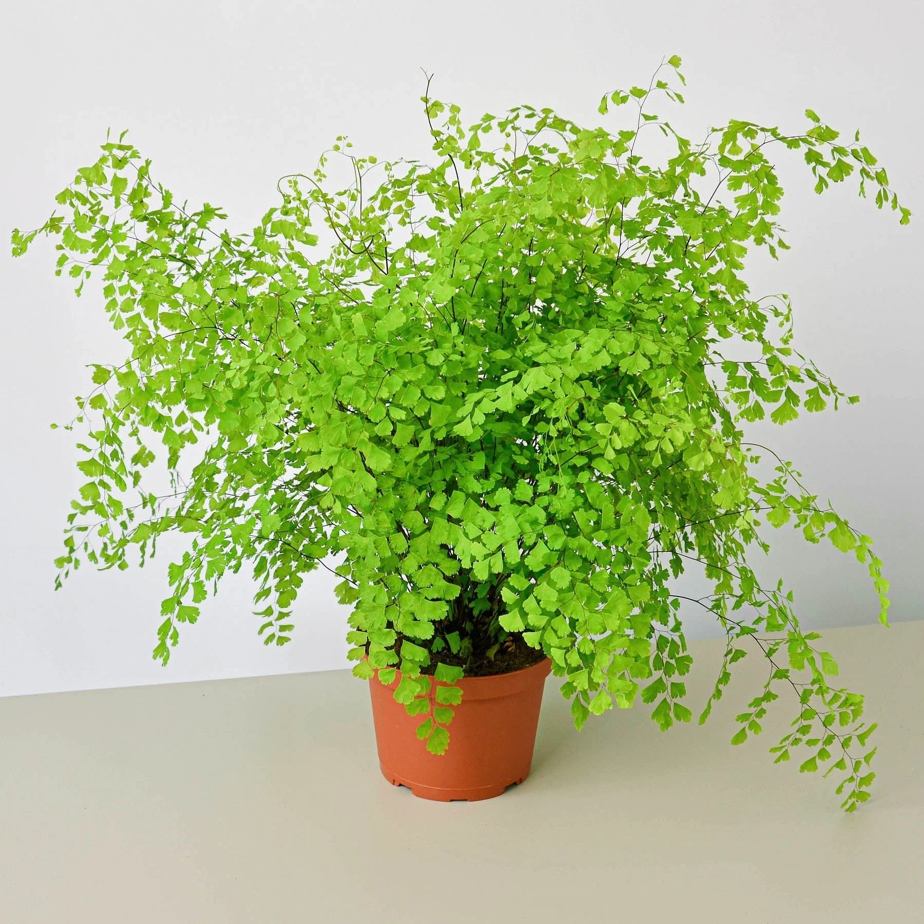 Maidenhair Fern (Adiantum capillus-veneris) - Image 6
