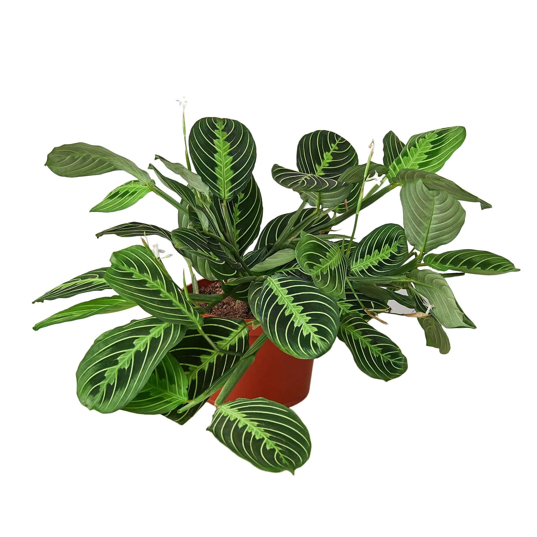 Maranta ‘Lemon Lime’ Prayer Plant