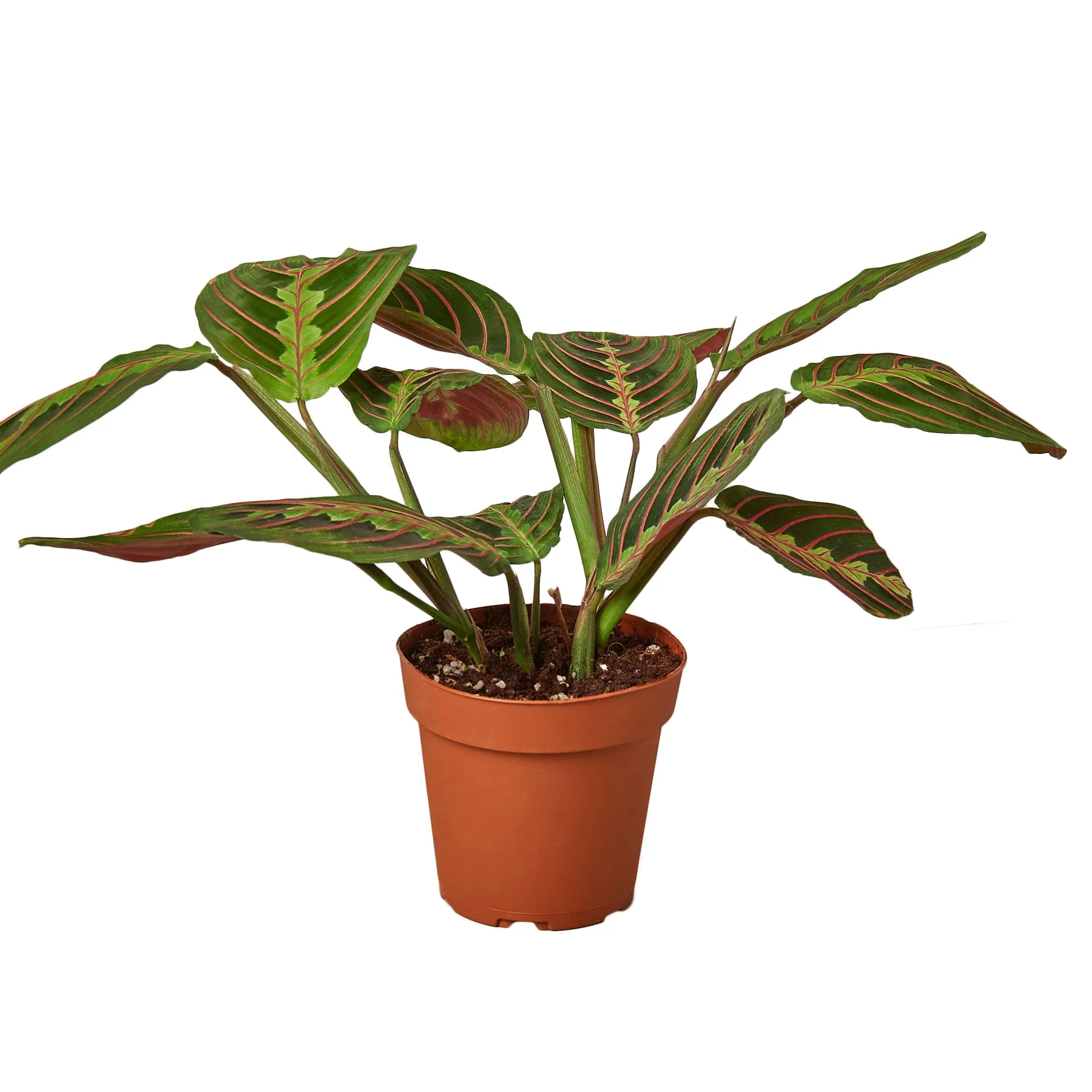 Red Prayer Plant (Maranta) — Maranta Red