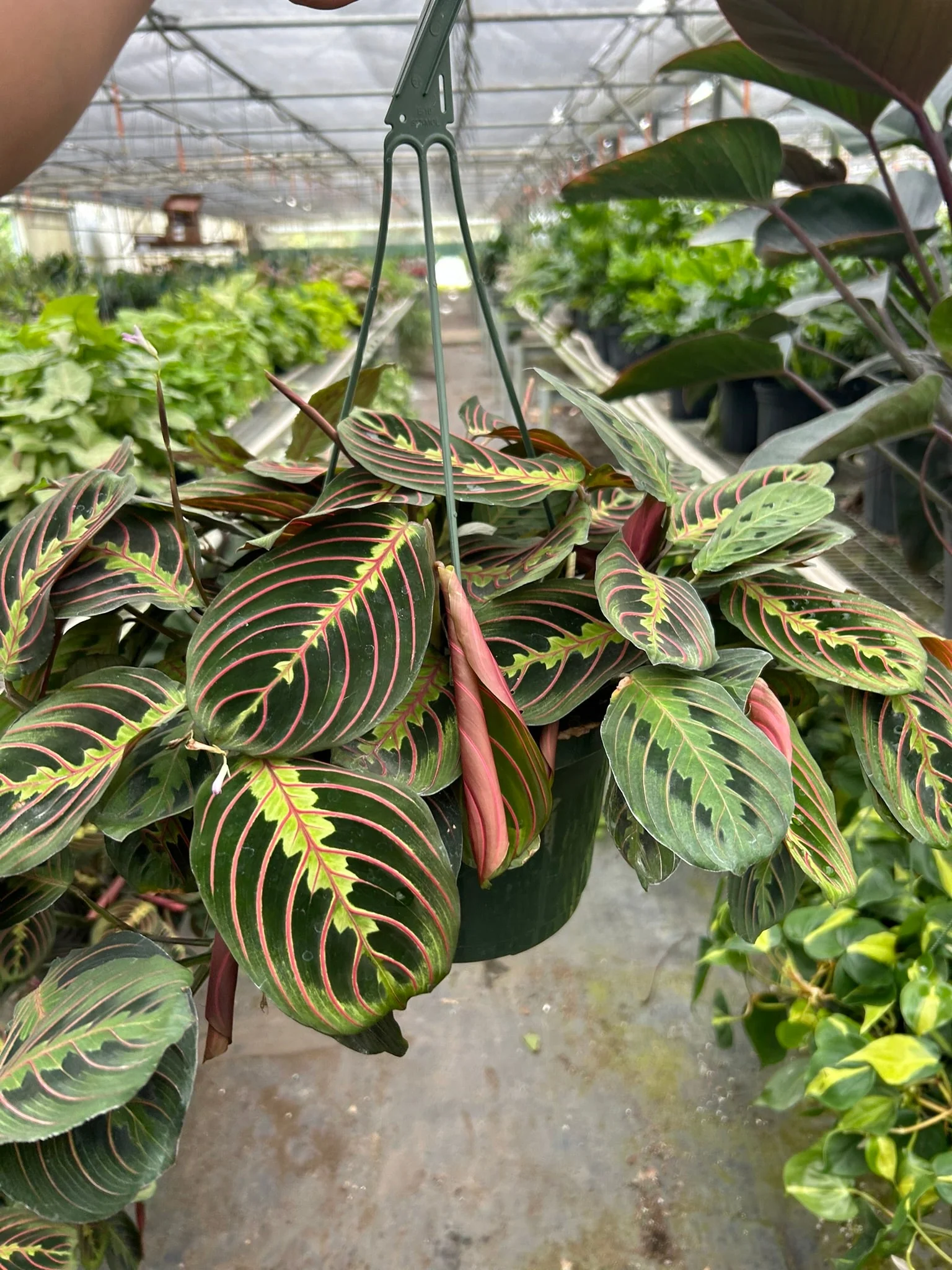 Red Prayer Plant (Maranta) — Maranta Red - Image 7