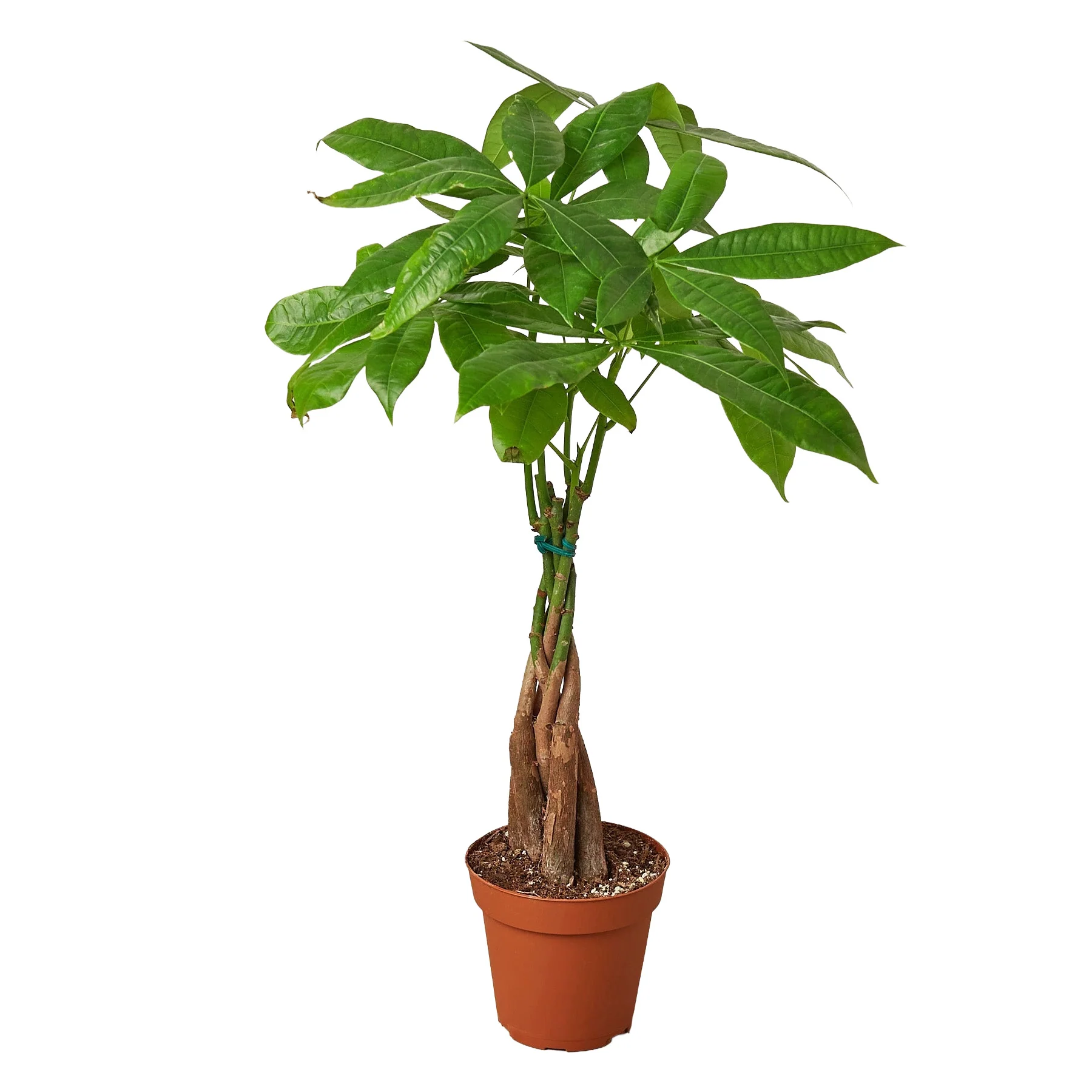 Money Tree (Pachira Aquatica) — Guiana Chestnut Braided Plant