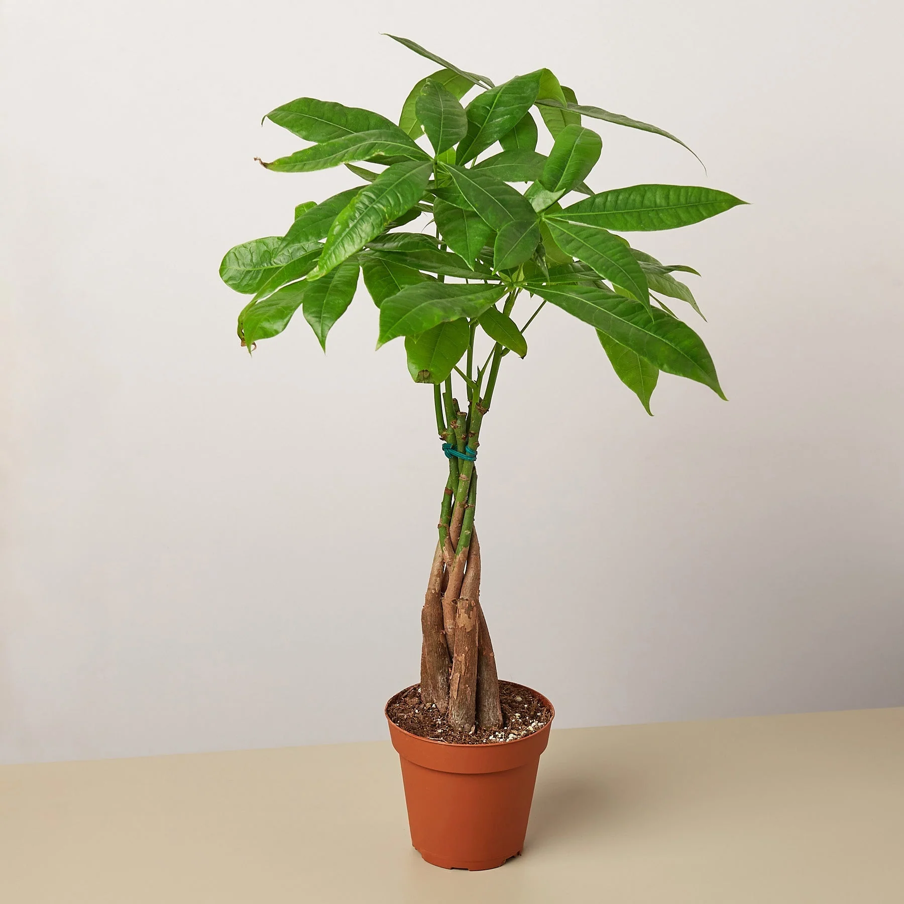 Money Tree (Pachira Aquatica) — Guiana Chestnut Braided Plant - Image 2