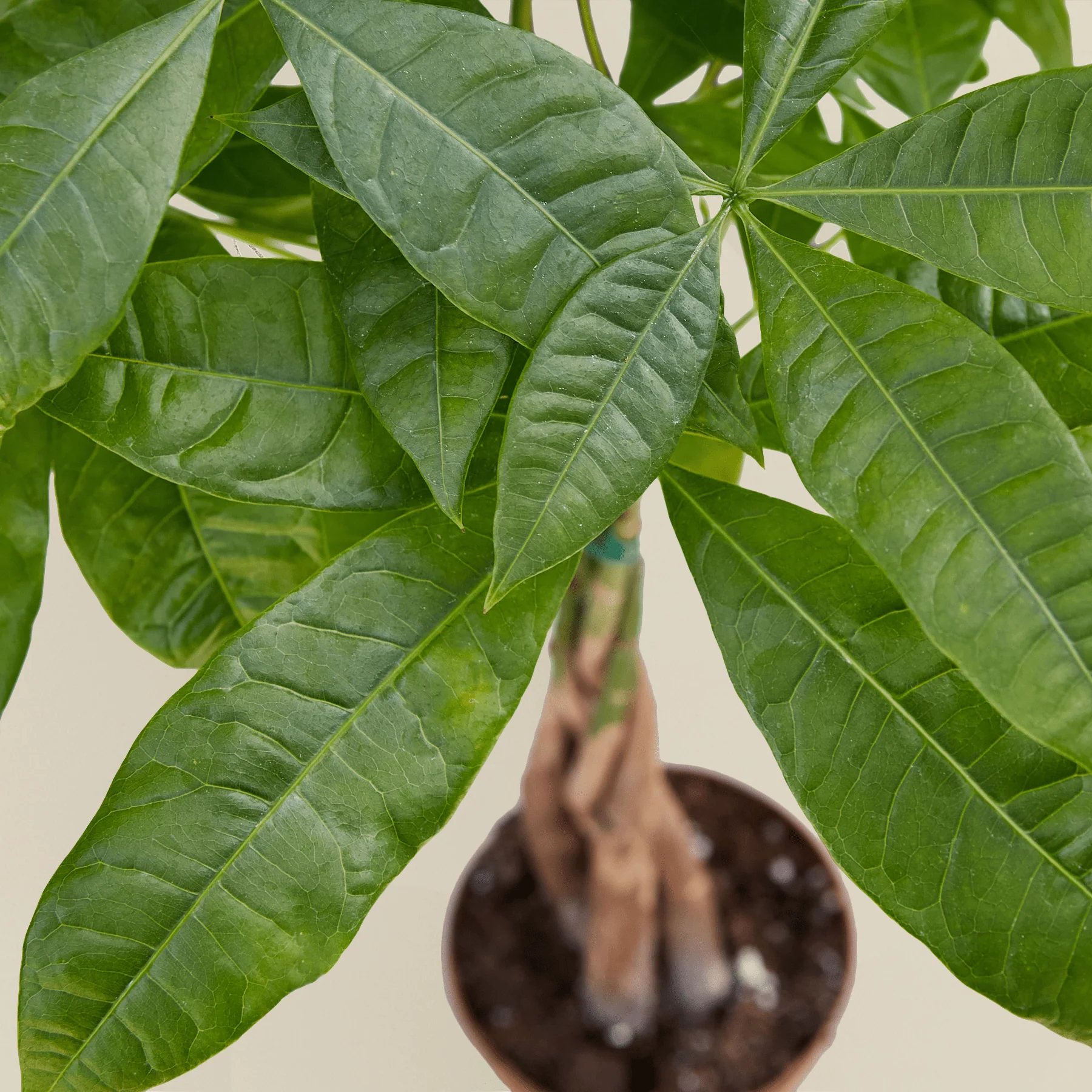 Money Tree (Pachira Aquatica) — Guiana Chestnut Braided Plant - Image 3