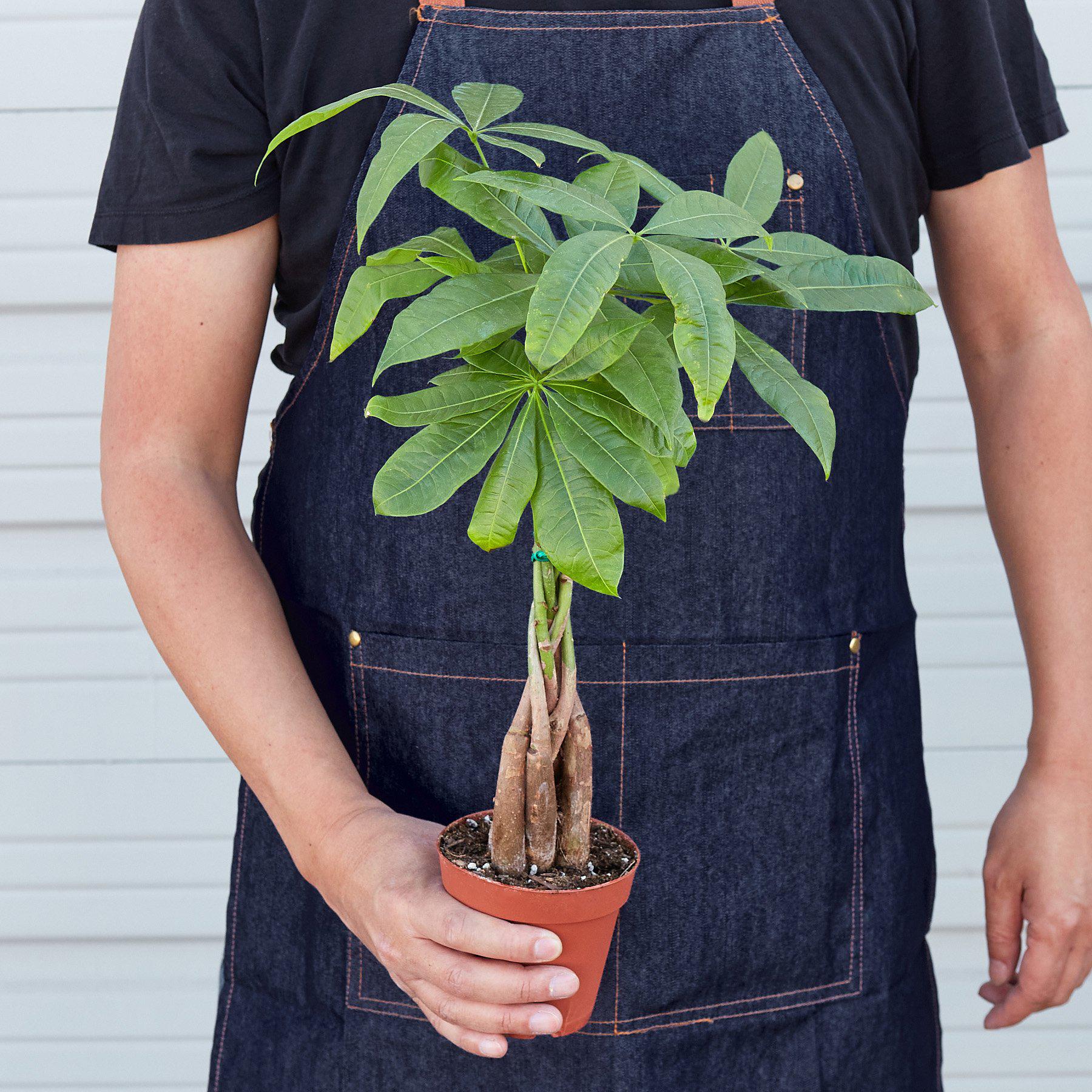 Money Tree (Pachira Aquatica) — Guiana Chestnut Braided Plant - Image 4