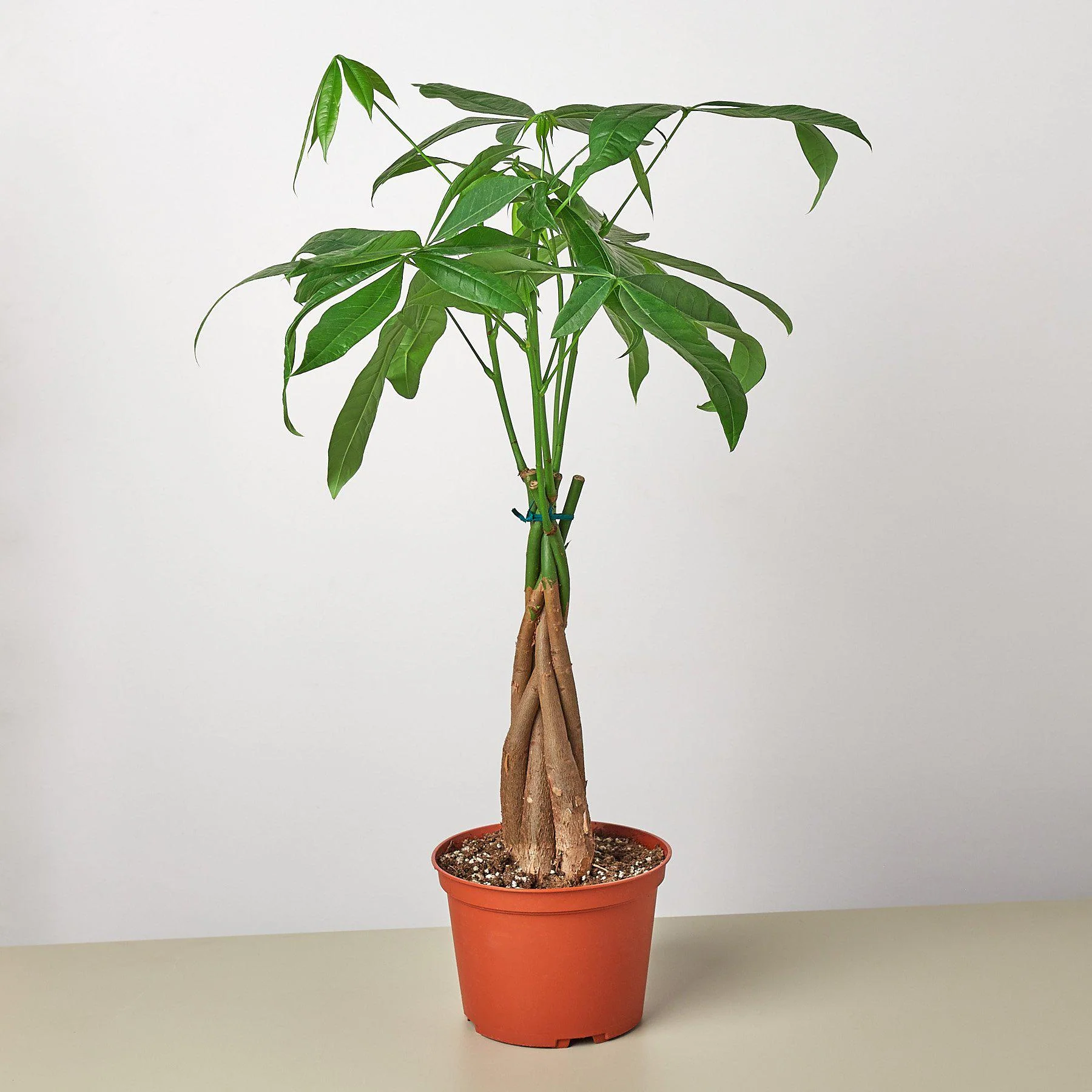 Money Tree (Pachira Aquatica) — Guiana Chestnut Braided Plant - Image 5