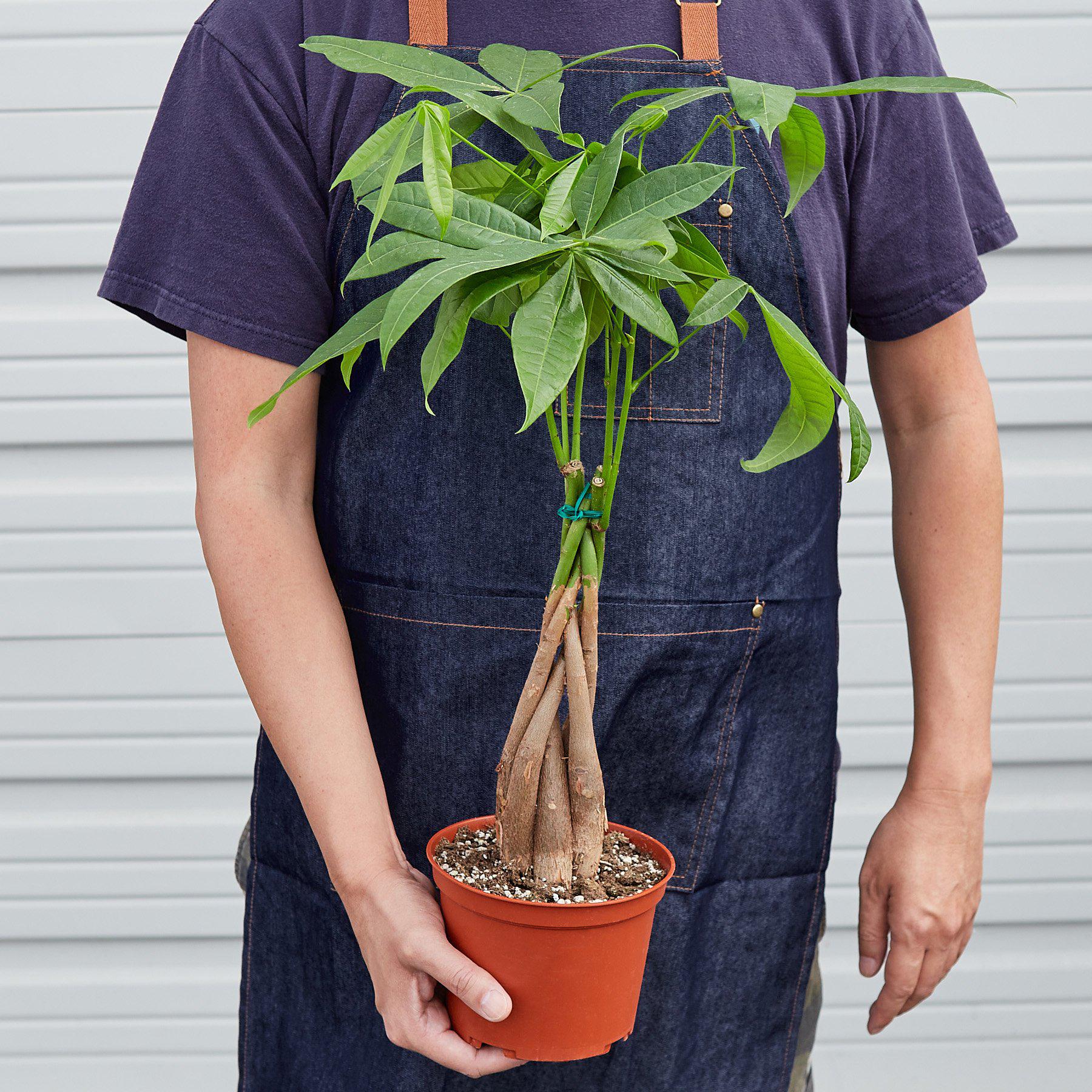 Money Tree (Pachira Aquatica) — Guiana Chestnut Braided Plant - Image 6