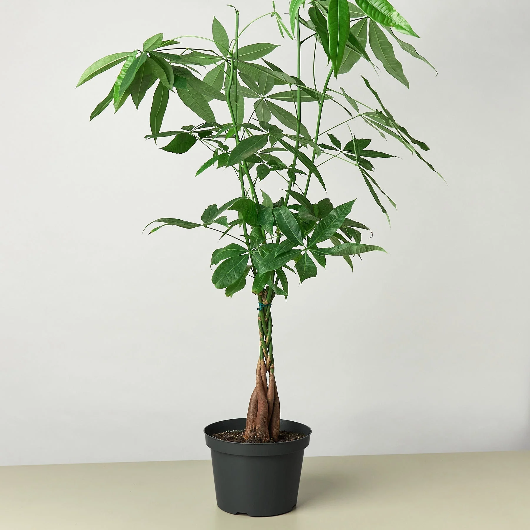 Money Tree (Pachira Aquatica) — Guiana Chestnut Braided Plant - Image 7