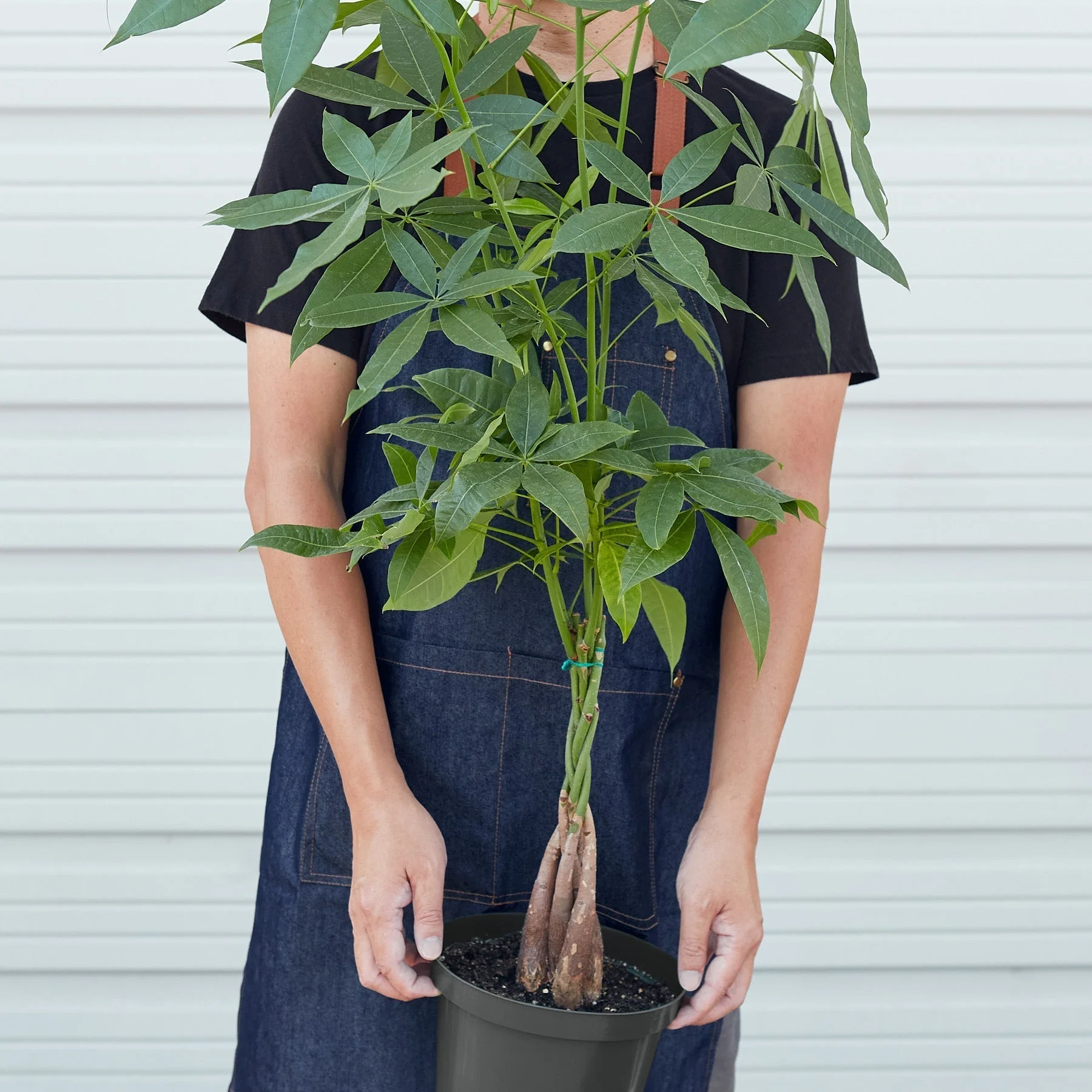 Money Tree (Pachira Aquatica) — Guiana Chestnut Braided Plant - Image 8
