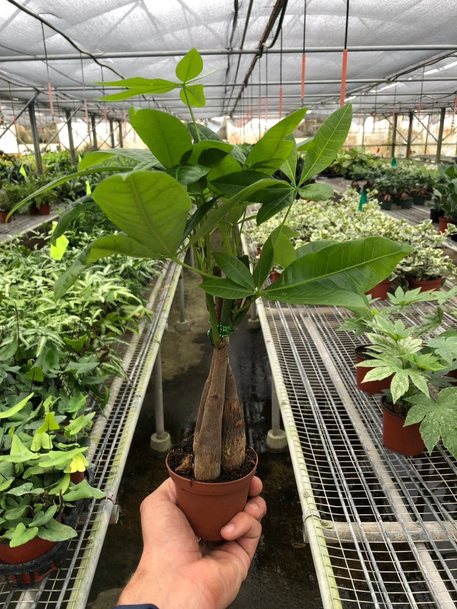Money Tree (Pachira Aquatica) — Guiana Chestnut Braided Plant - Image 9