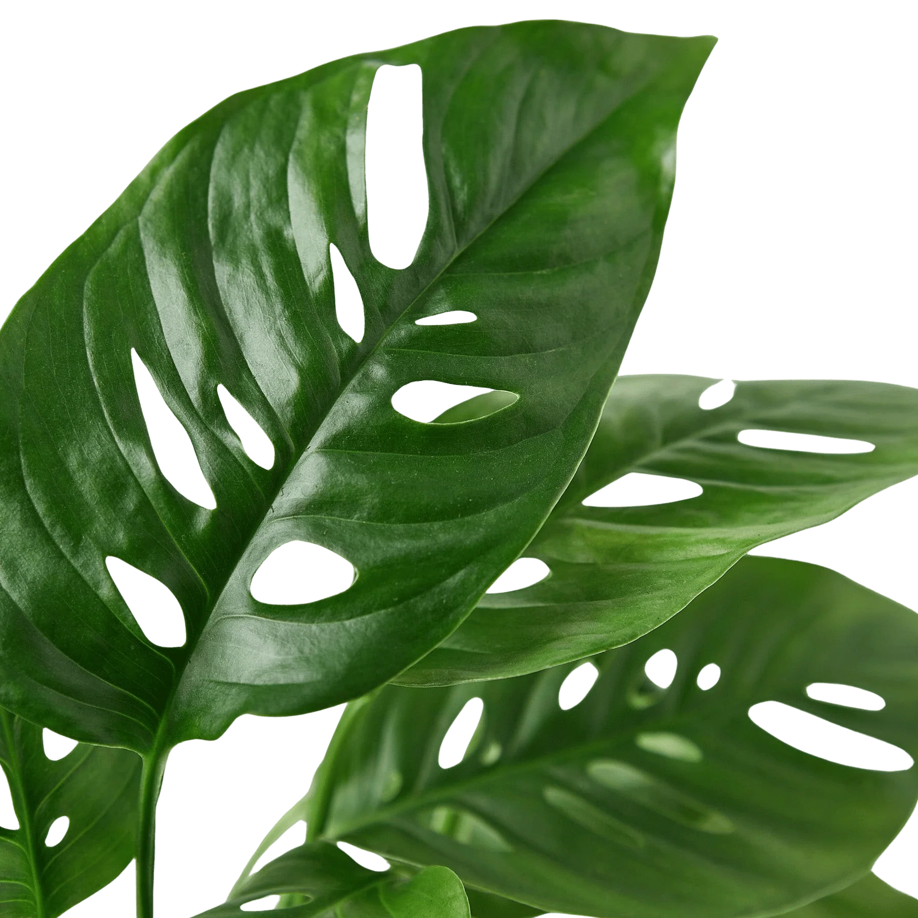 Swiss Cheese Vine (Monstera adansonii) - Image 2