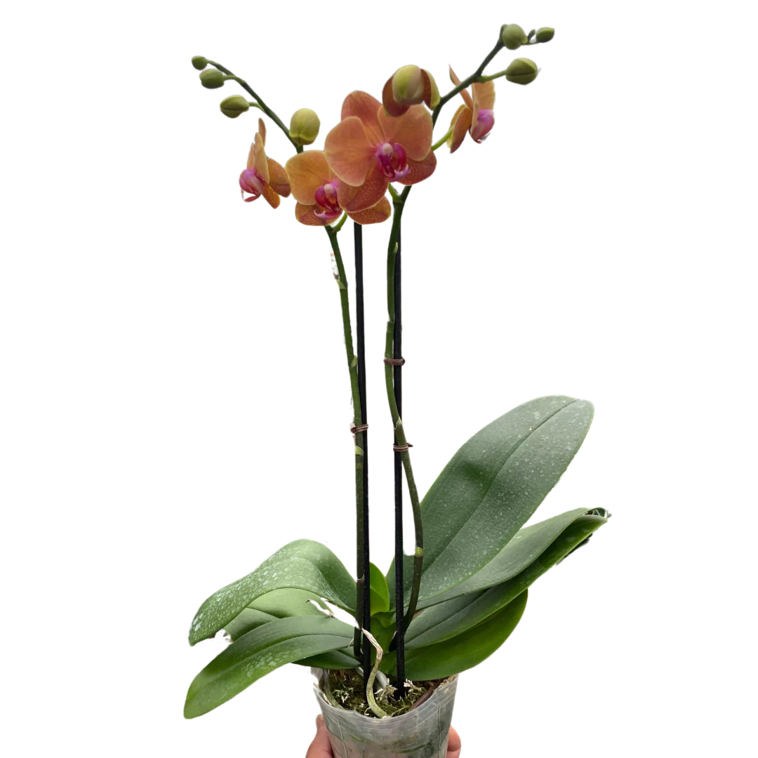 Orange Phalaenopsis Orchid (Moth Orchid) — Curated by H Potter