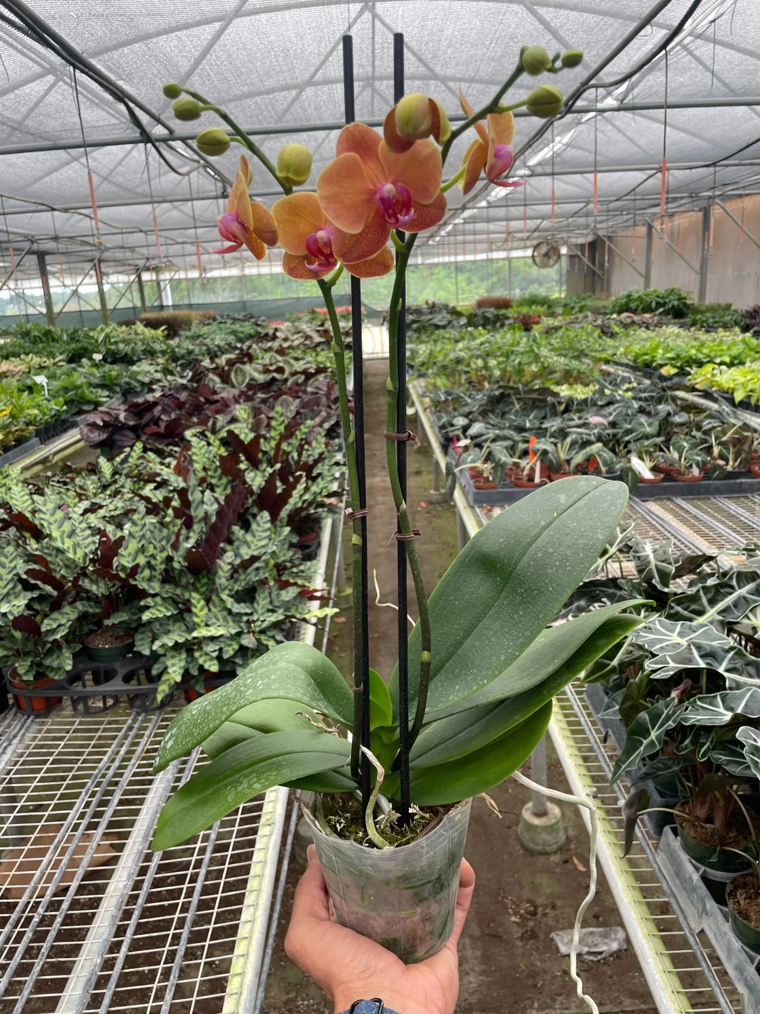 Orange Phalaenopsis Orchid (Moth Orchid) — Curated by H Potter - Image 2