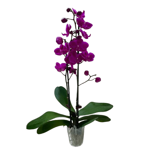 Purple Phalaenopsis Orchid (Double Spike) — 3" Potted Orchid