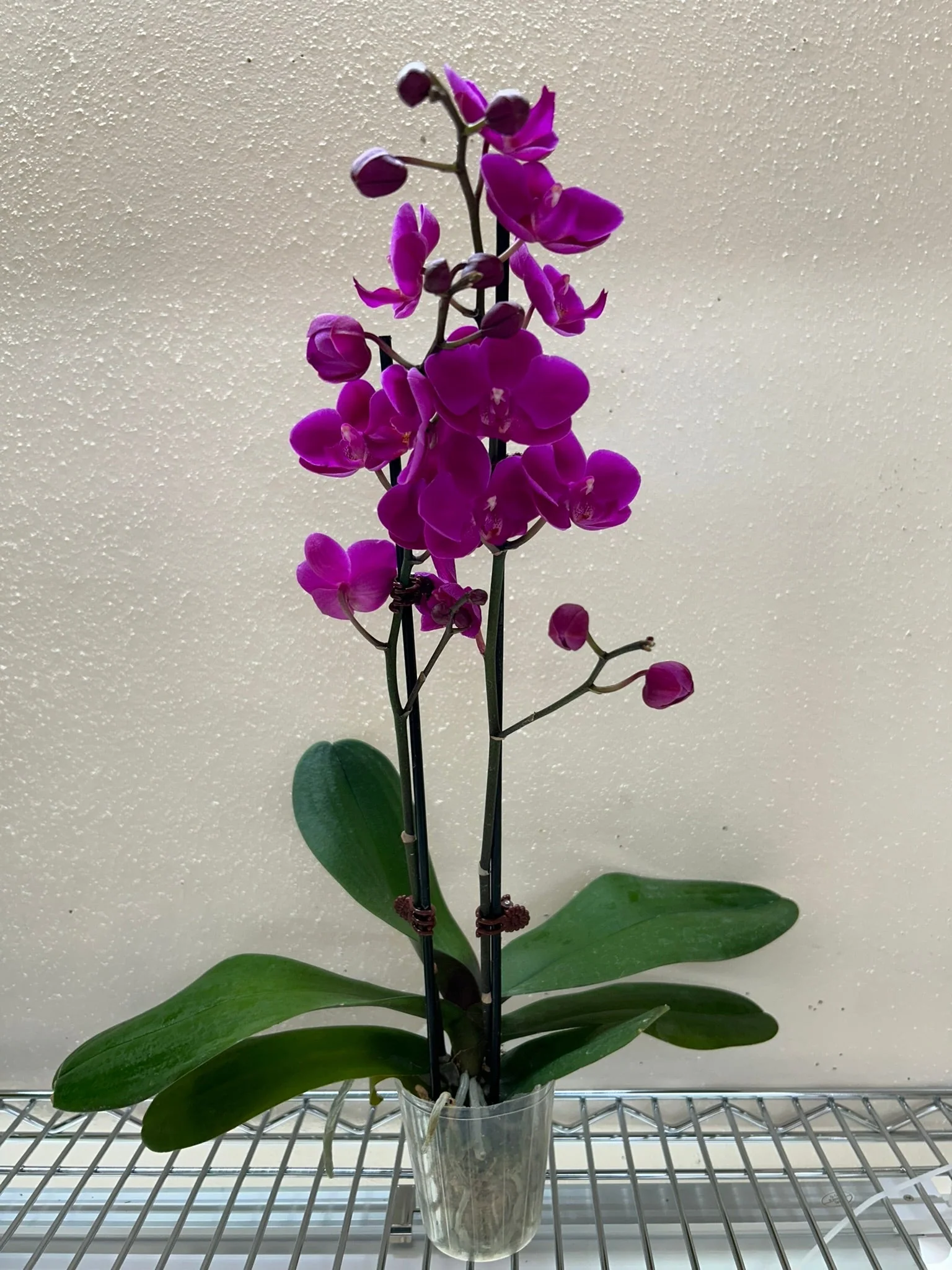 Purple Phalaenopsis Orchid (Double Spike) — 3" Potted Orchid - Image 3