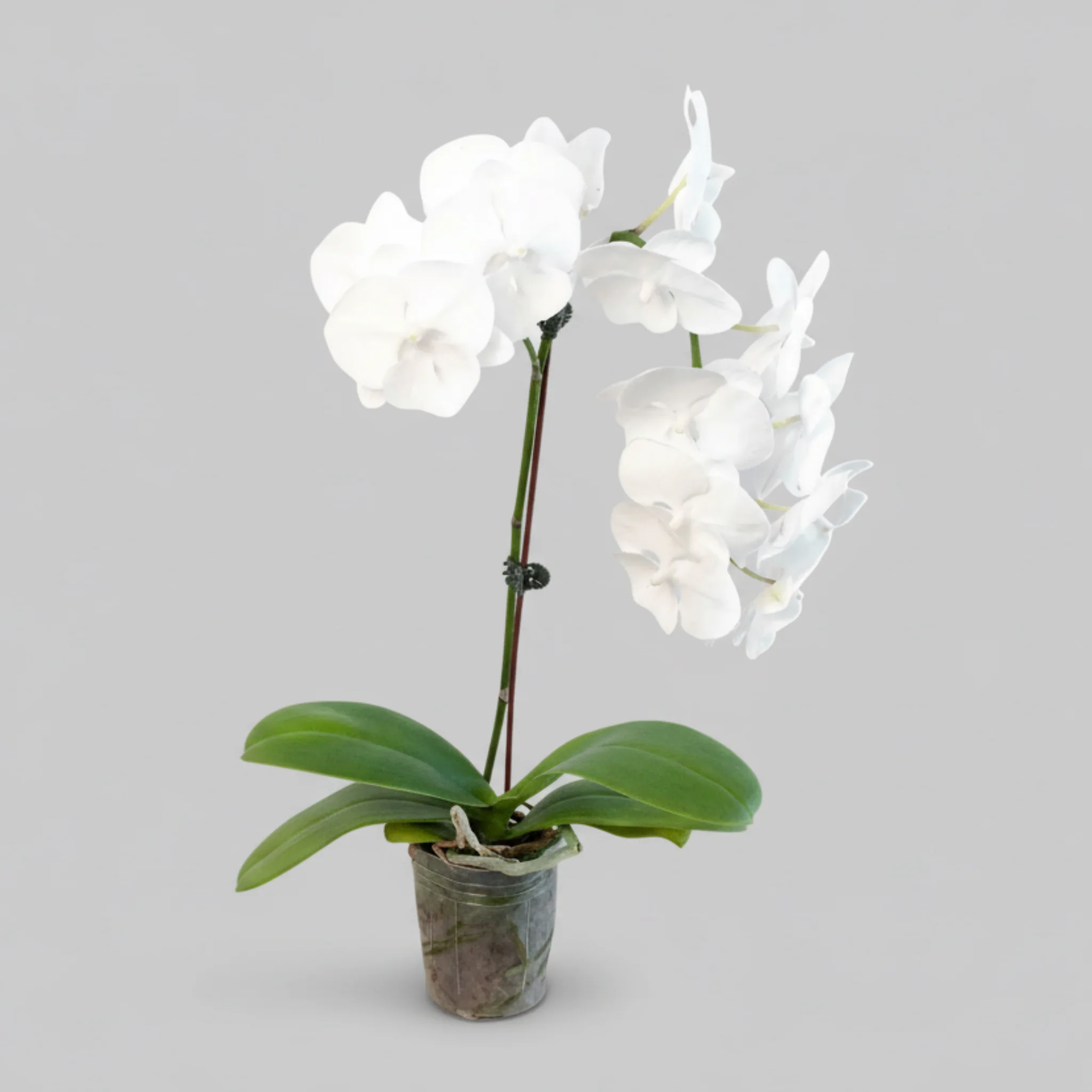 White Phalaenopsis Orchid (Moon Orchid)