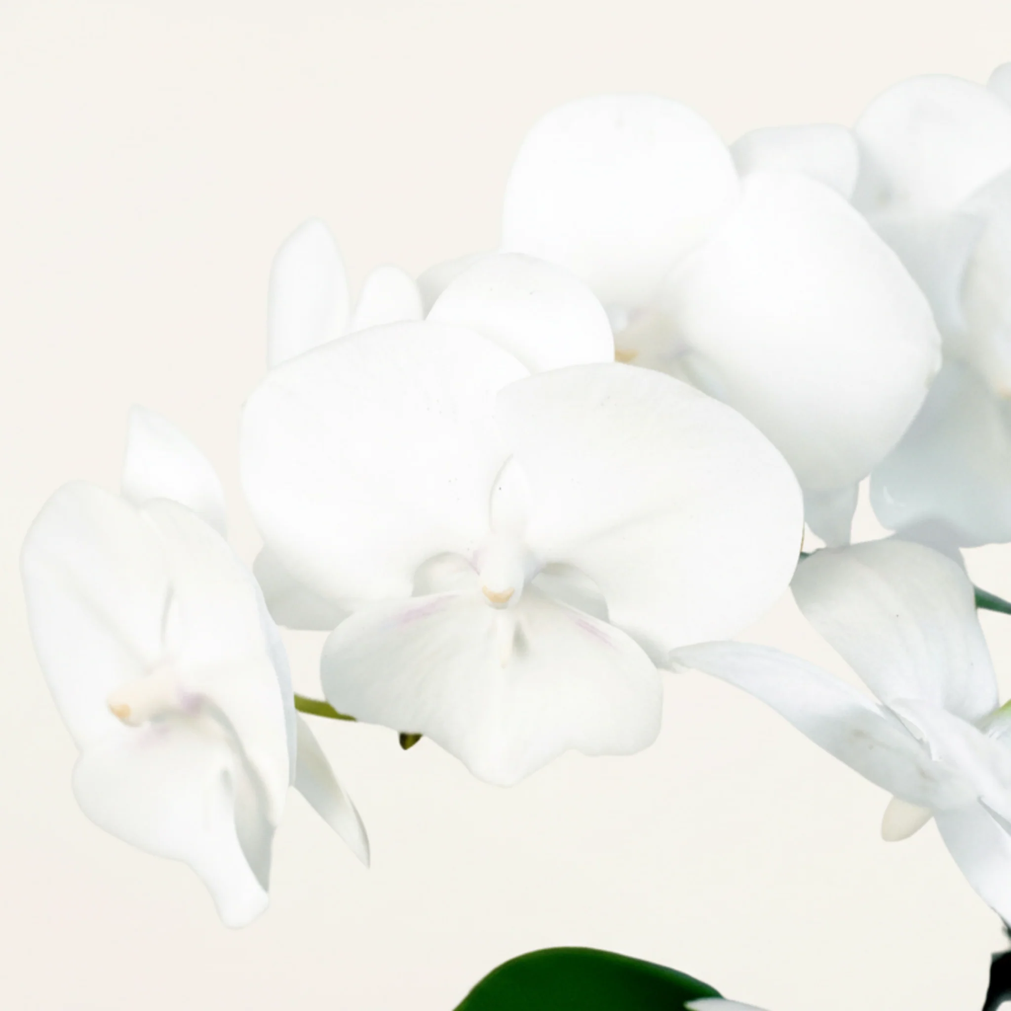 White Phalaenopsis Orchid (Moon Orchid) - Image 2