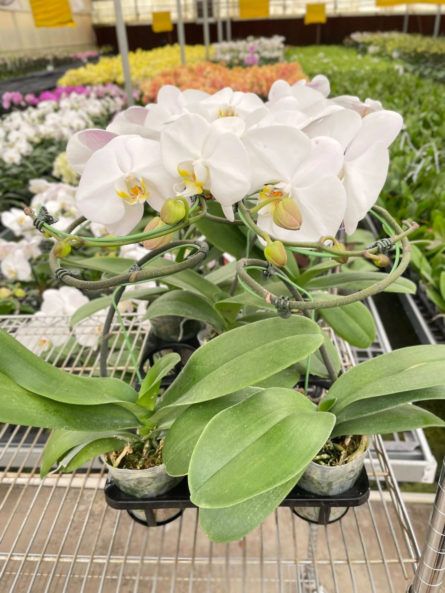 White Phalaenopsis Orchid (Moon Orchid) - Image 4