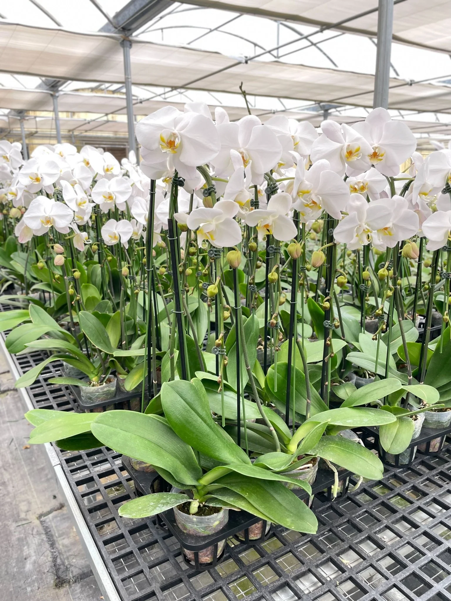 White Phalaenopsis Orchid (Moon Orchid) - Image 5