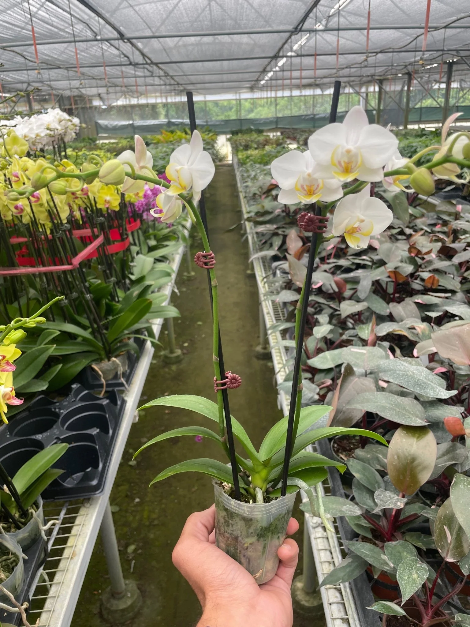 White Phalaenopsis Orchid (Moon Orchid) - Image 6