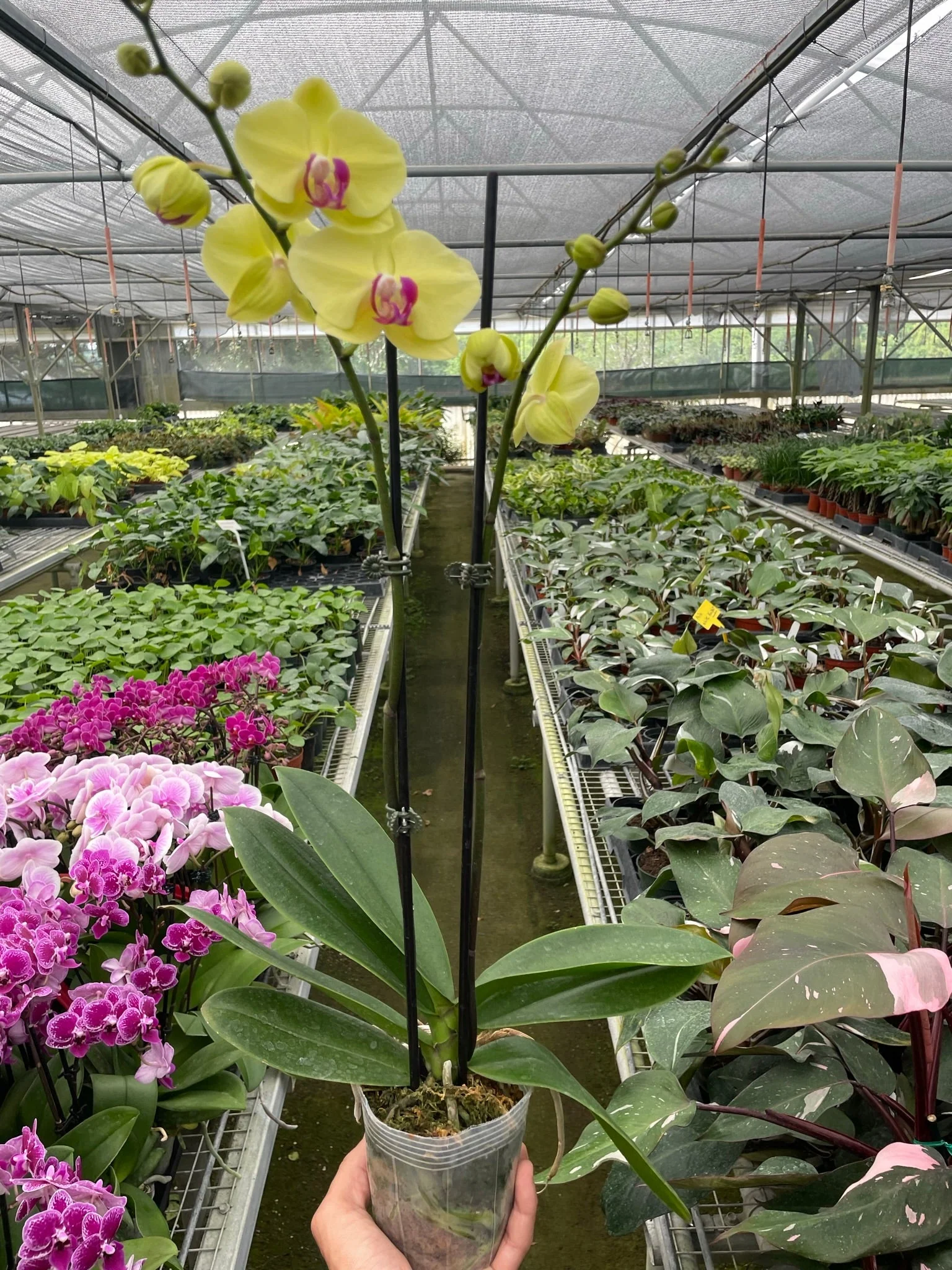 Orchid 'Yellow Phalaenopsis' - Image 6
