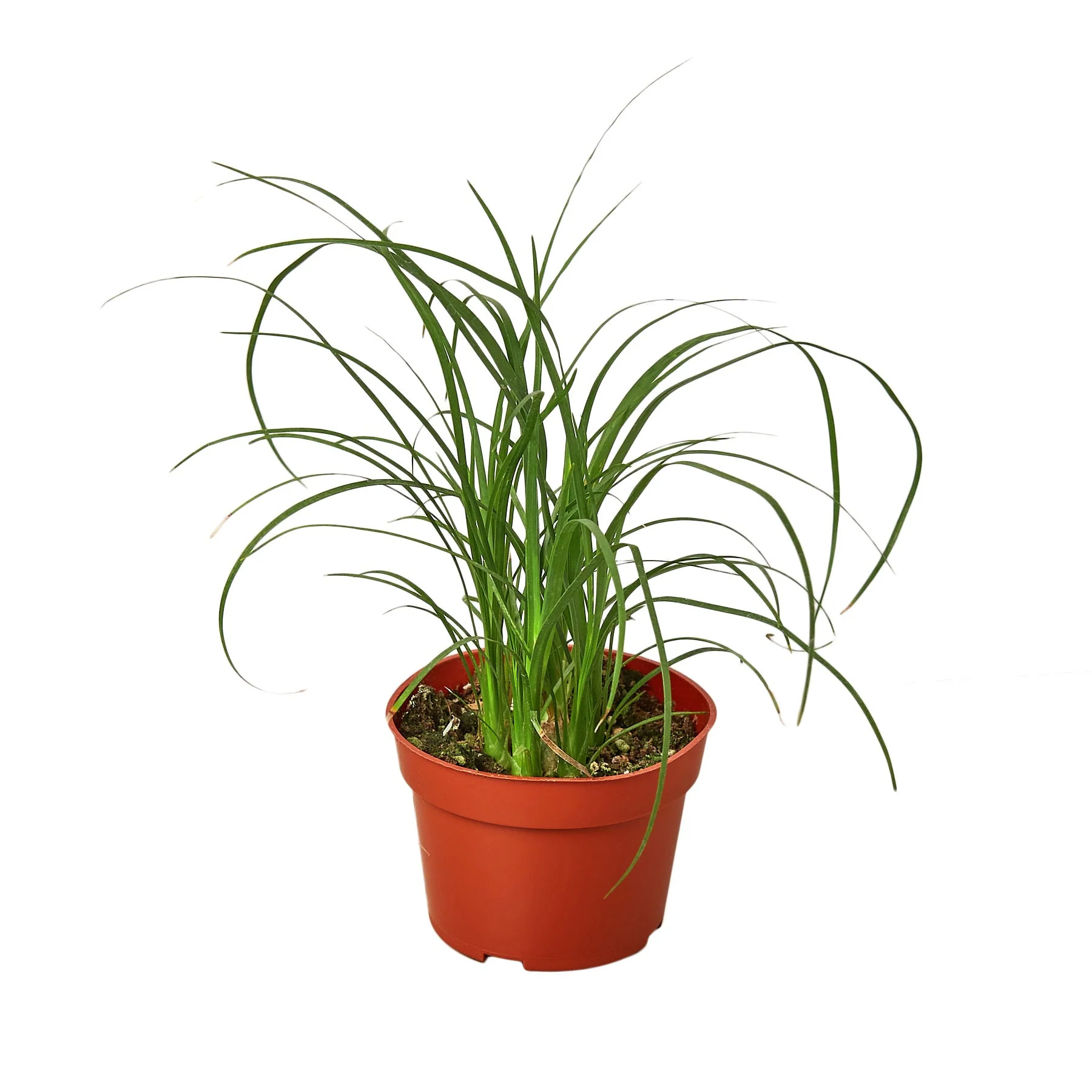 Ponytail Palm (Beaucarnea recurvata)