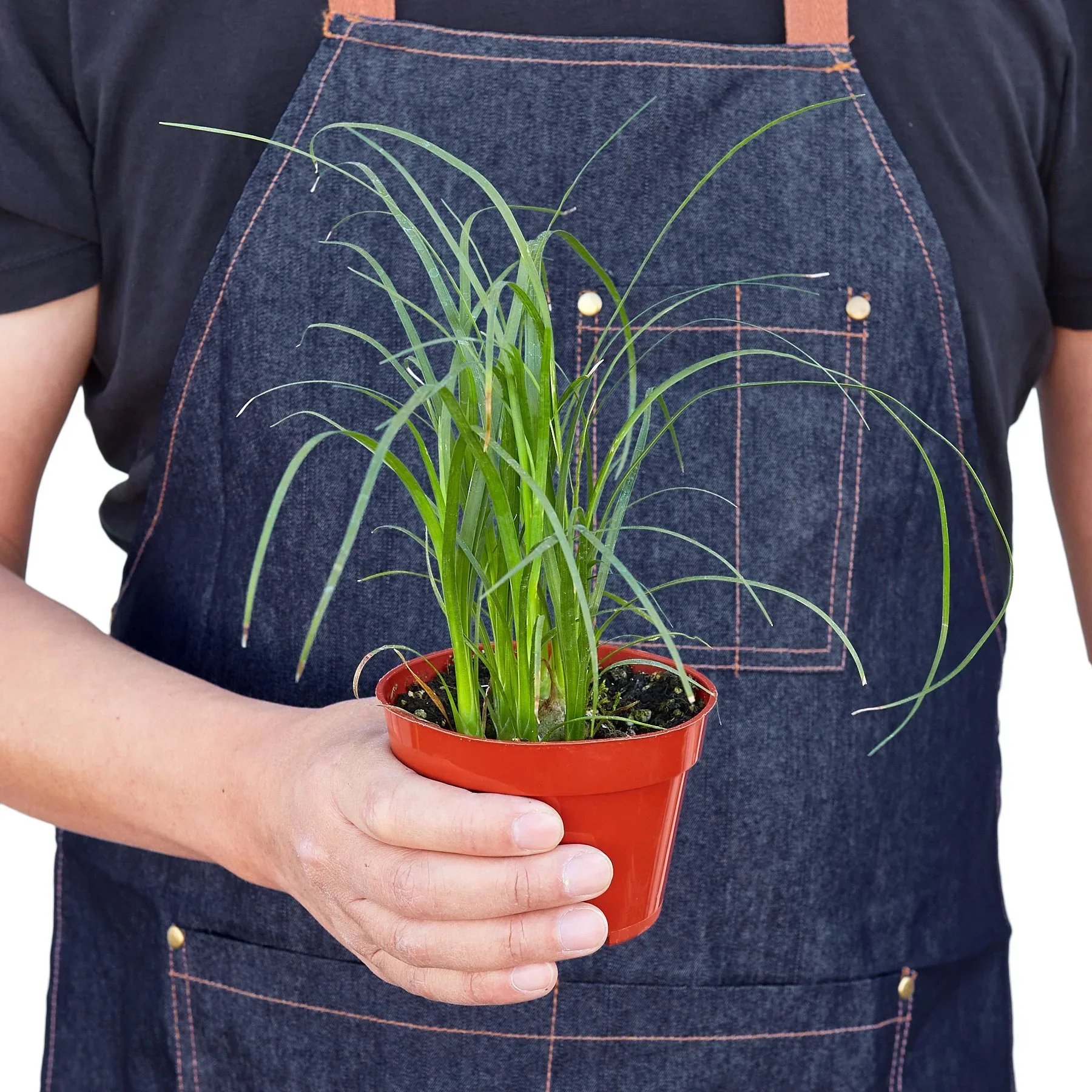 Ponytail Palm (Beaucarnea recurvata) - Image 3