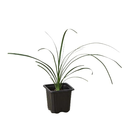 Ponytail Palm (Beaucarnea recurvata) - Image 5