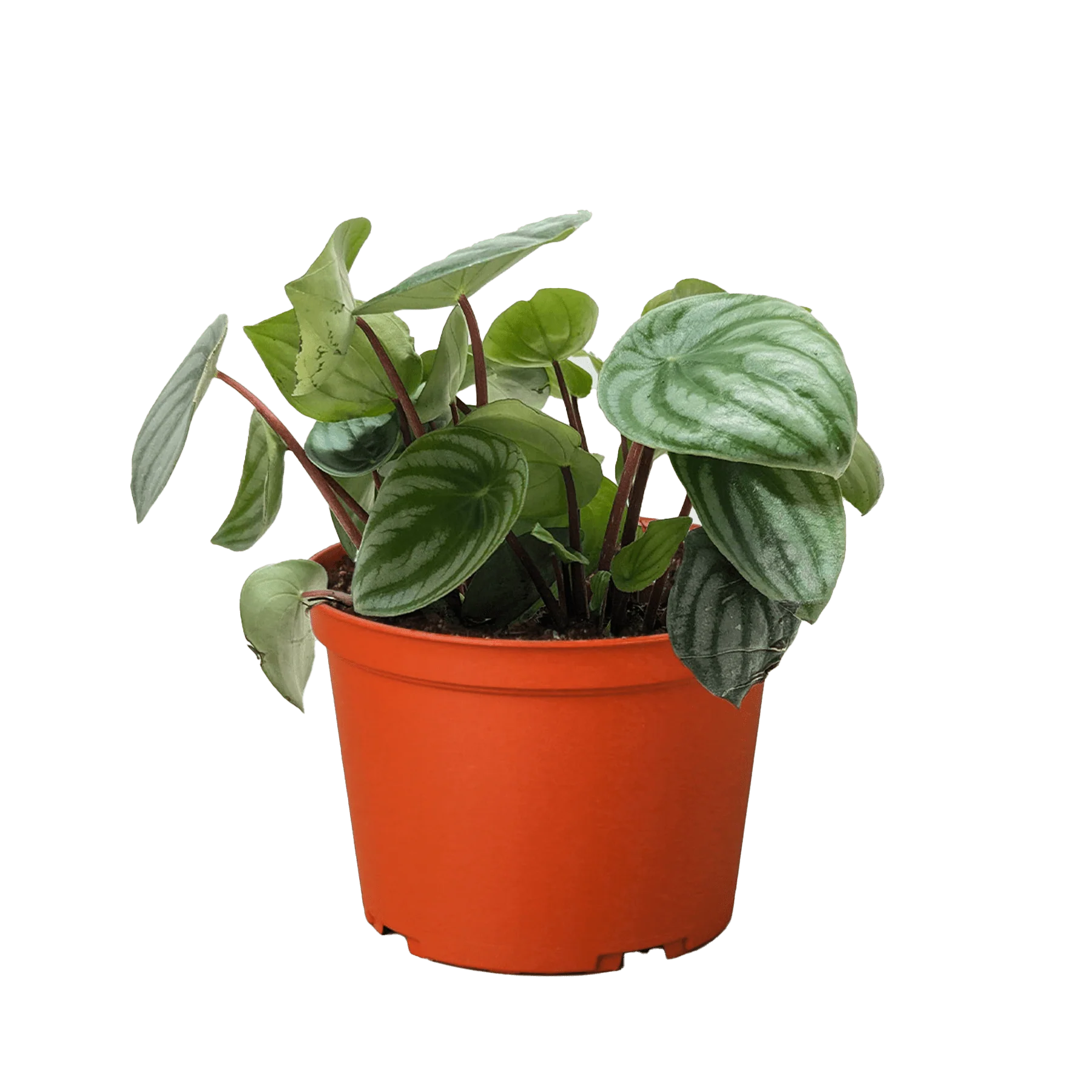 Watermelon Peperomia (Peperomia argyreia)
