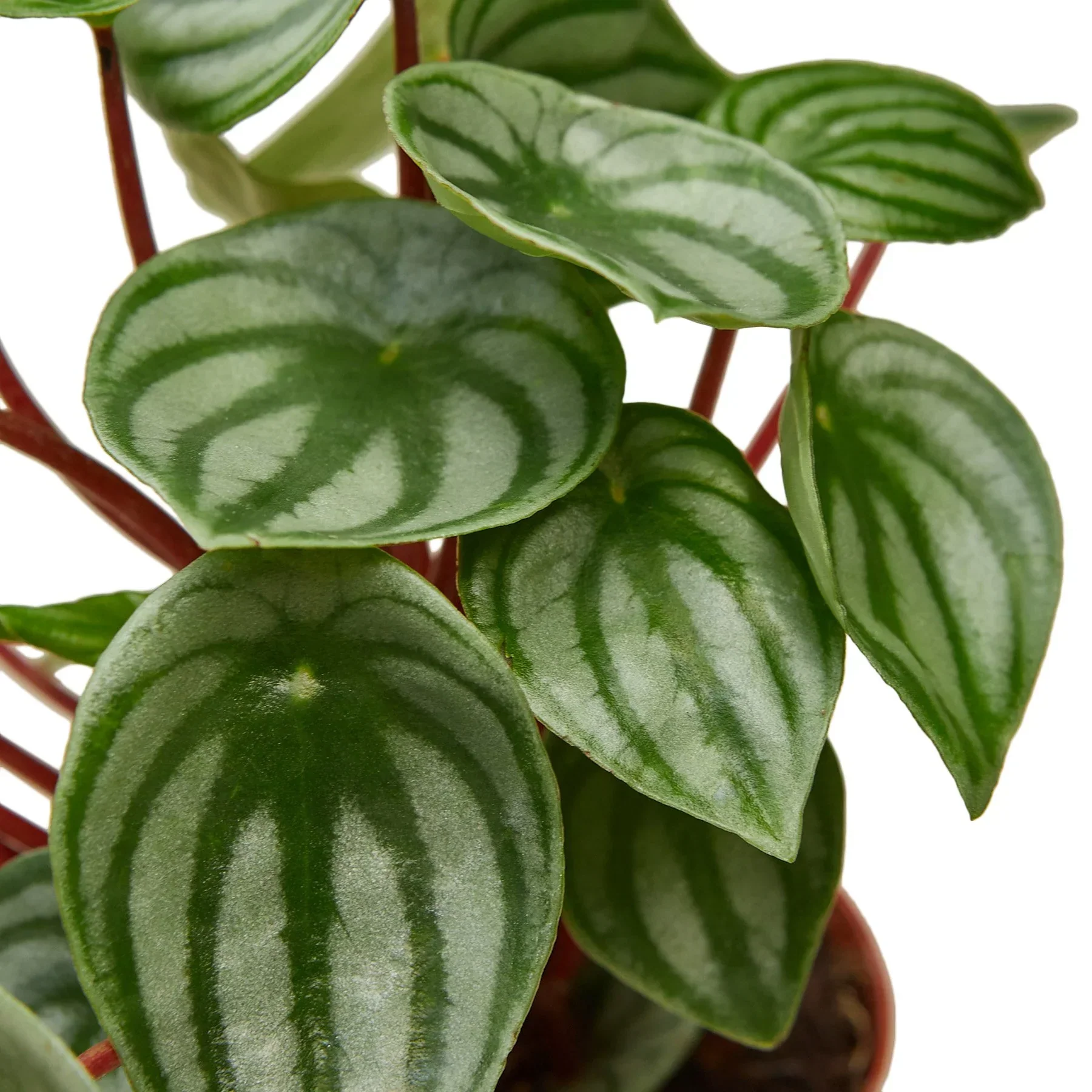 Watermelon Peperomia (Peperomia argyreia) - Image 2