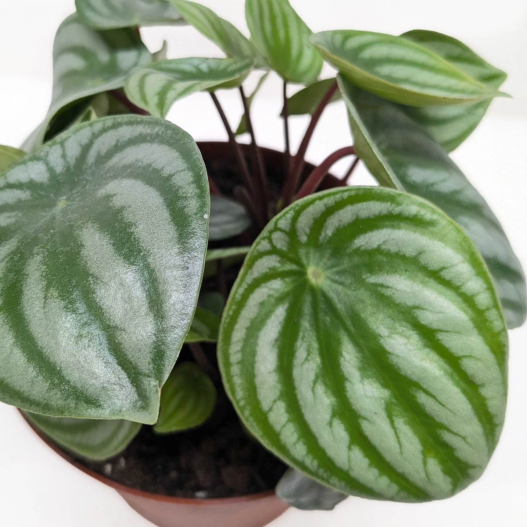 Watermelon Peperomia (Peperomia argyreia) - Image 3