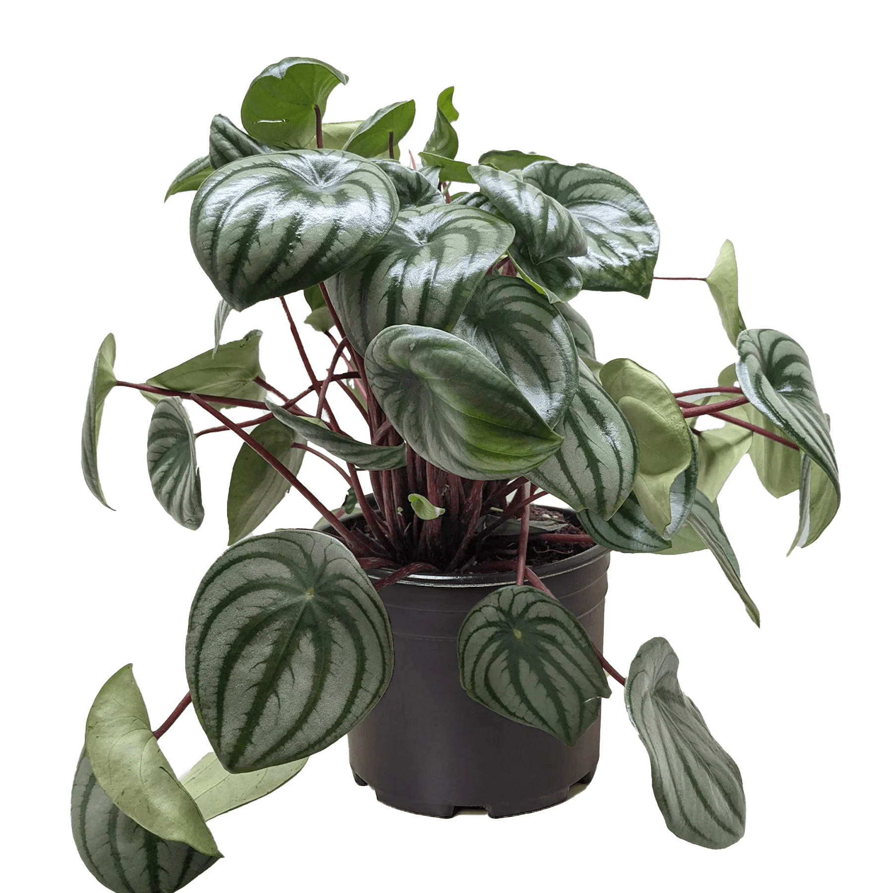 Watermelon Peperomia (Peperomia argyreia) - Image 4