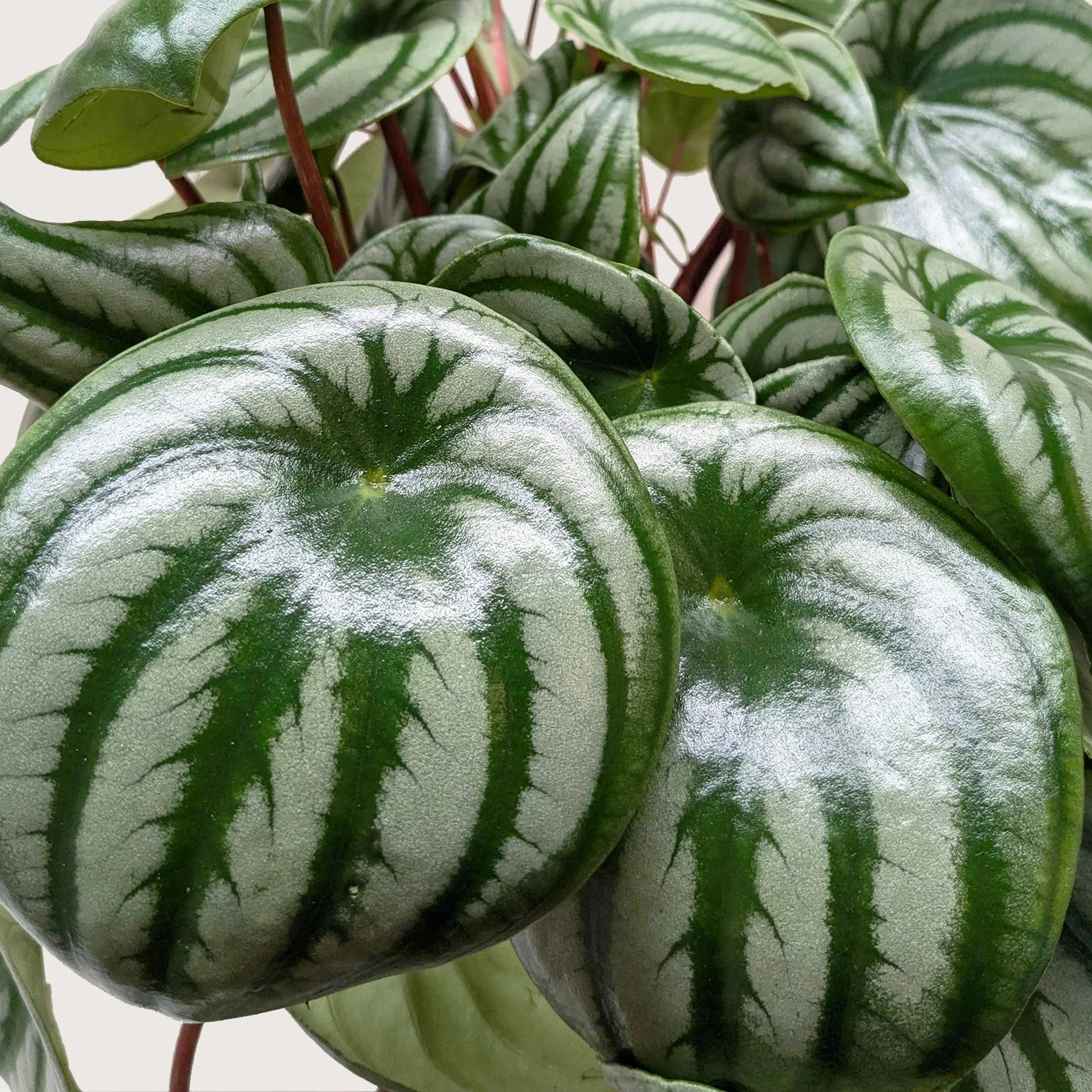 Watermelon Peperomia (Peperomia argyreia) - Image 5